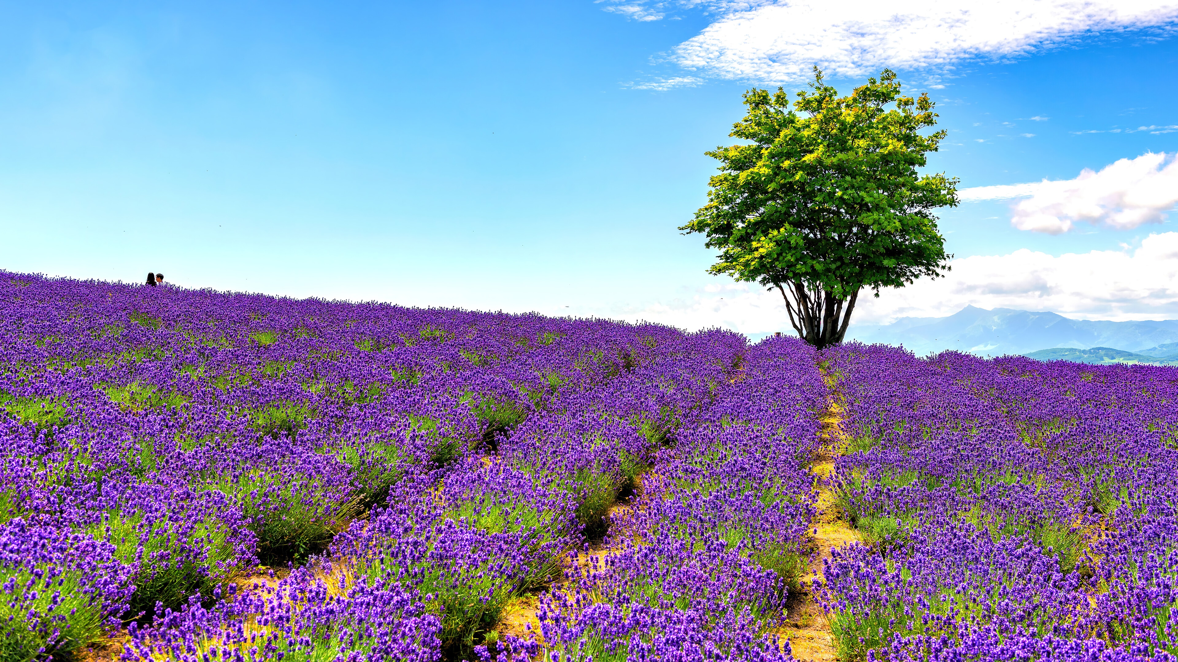 Lavender field with a tree and mountains HD Wallpaper