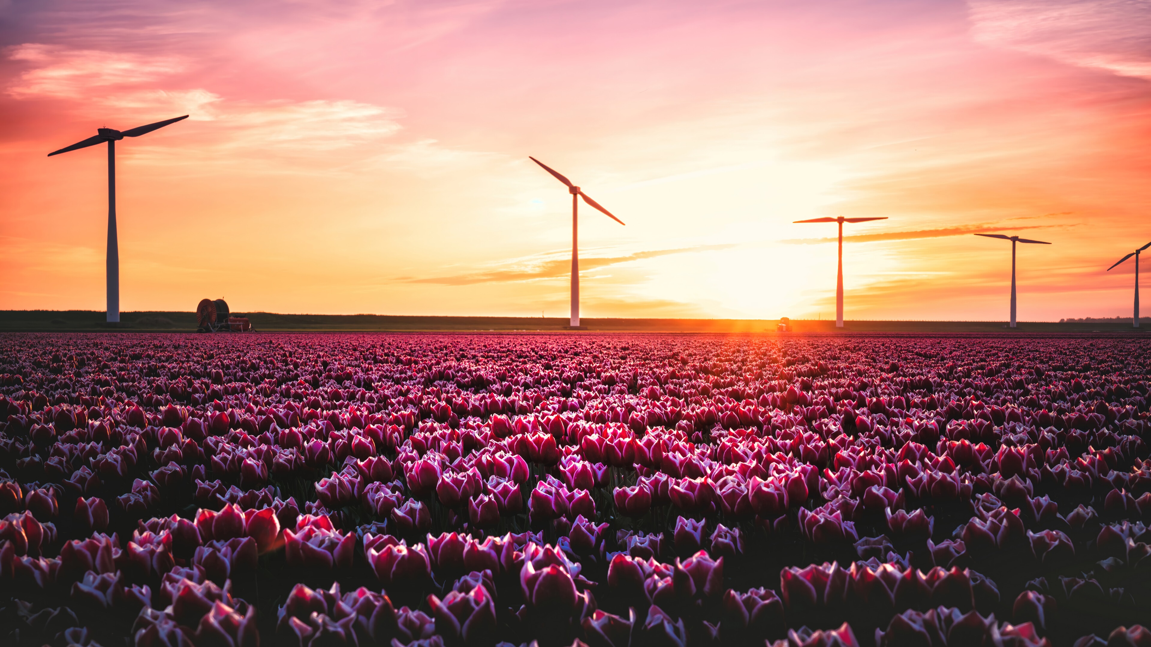 Tulip field with wind turbines at sunset 4K HD Wallpaper