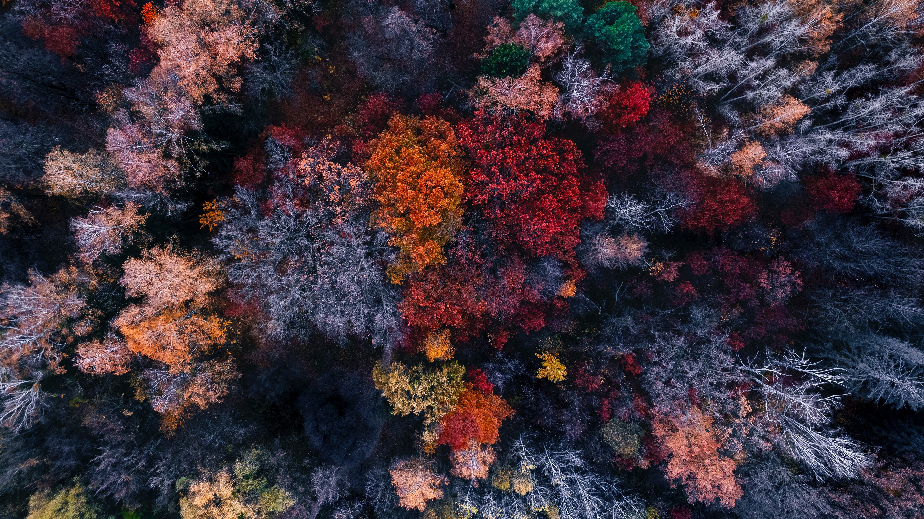 Aerial view of a colourful autumn forest HD Wallpaper