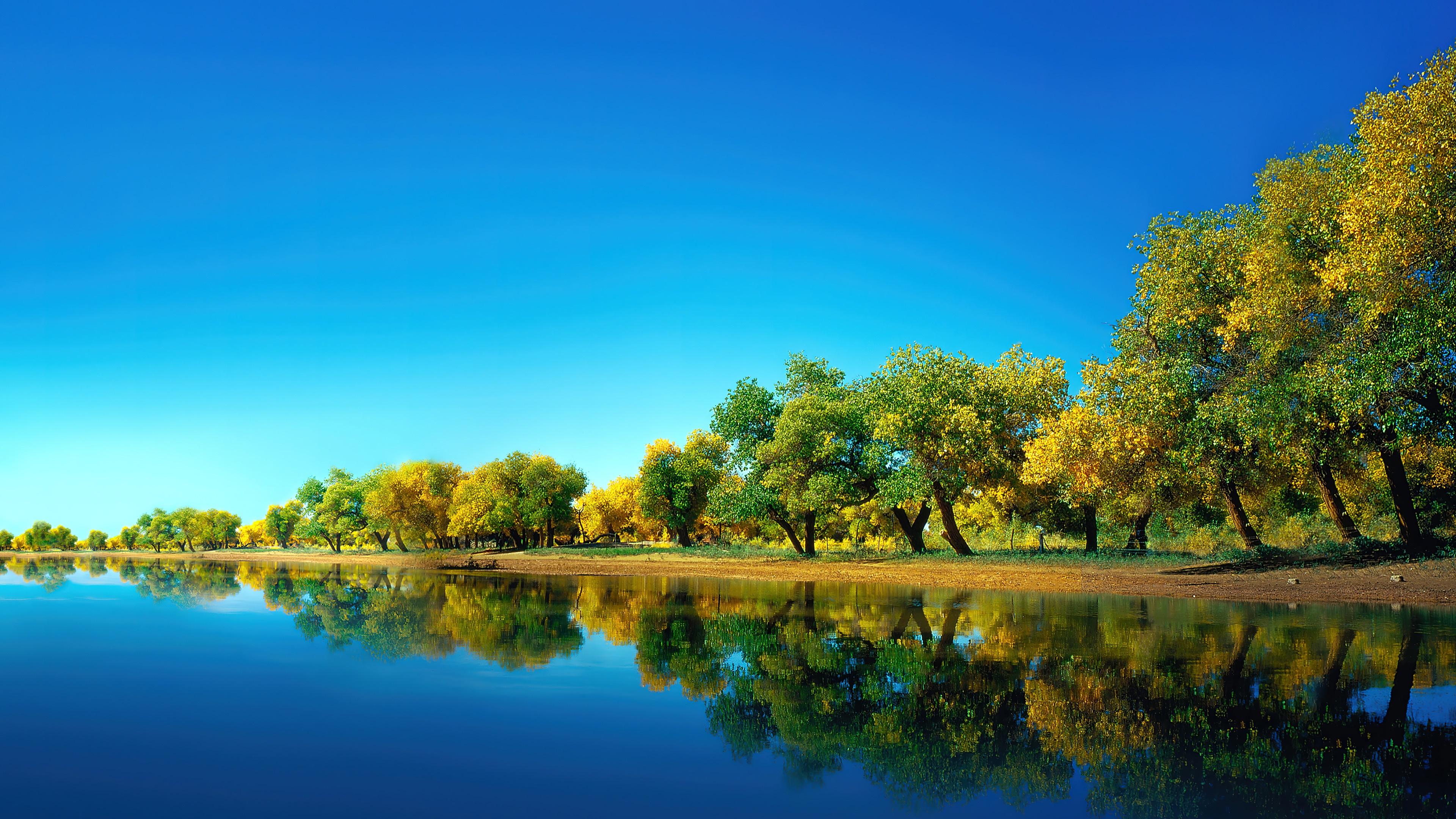 Trees reflecting in a lake under a blue sky HD Wallpaper