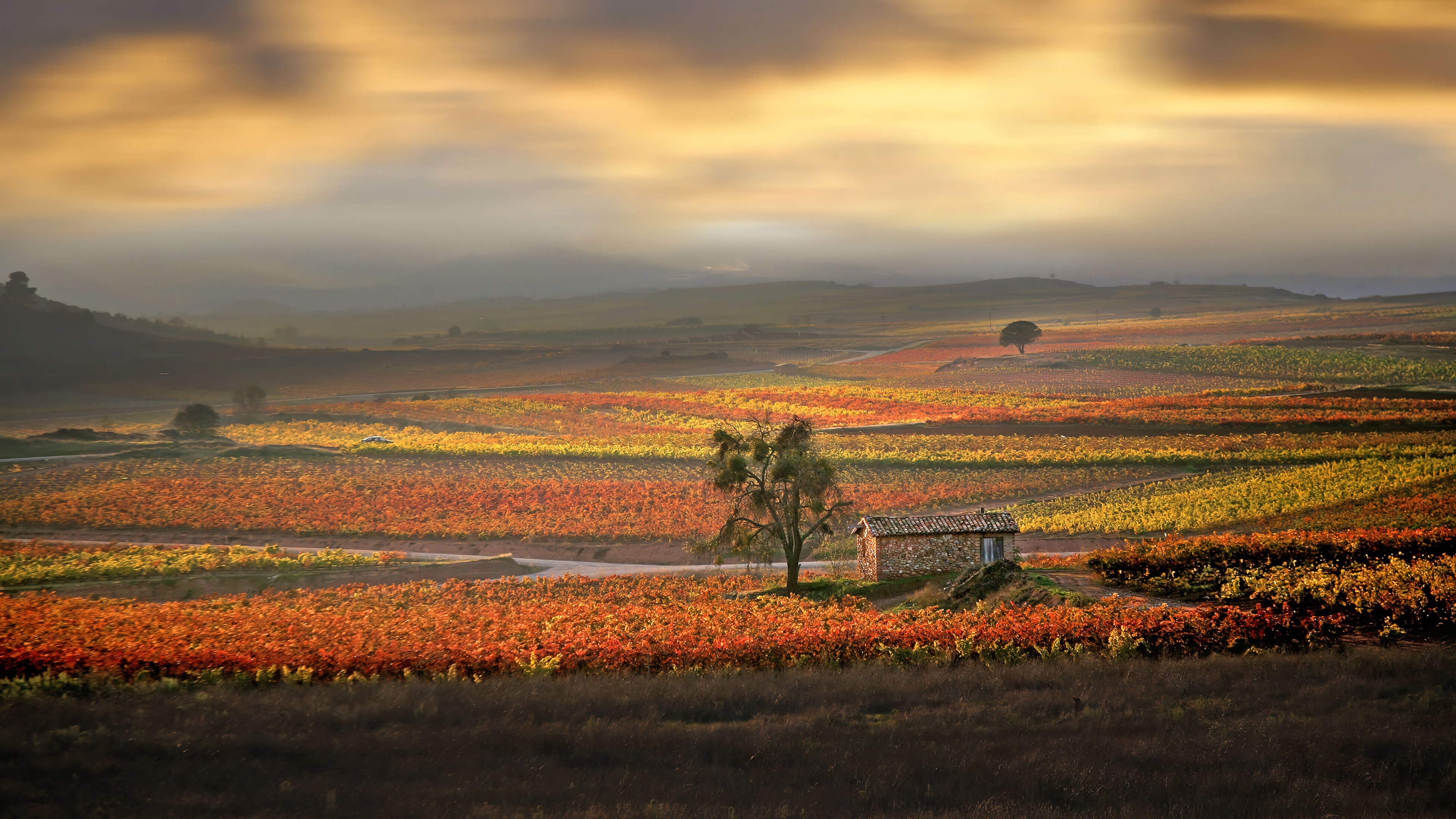 Vineyard fields with a small stone house at sunset HD Wallpaper