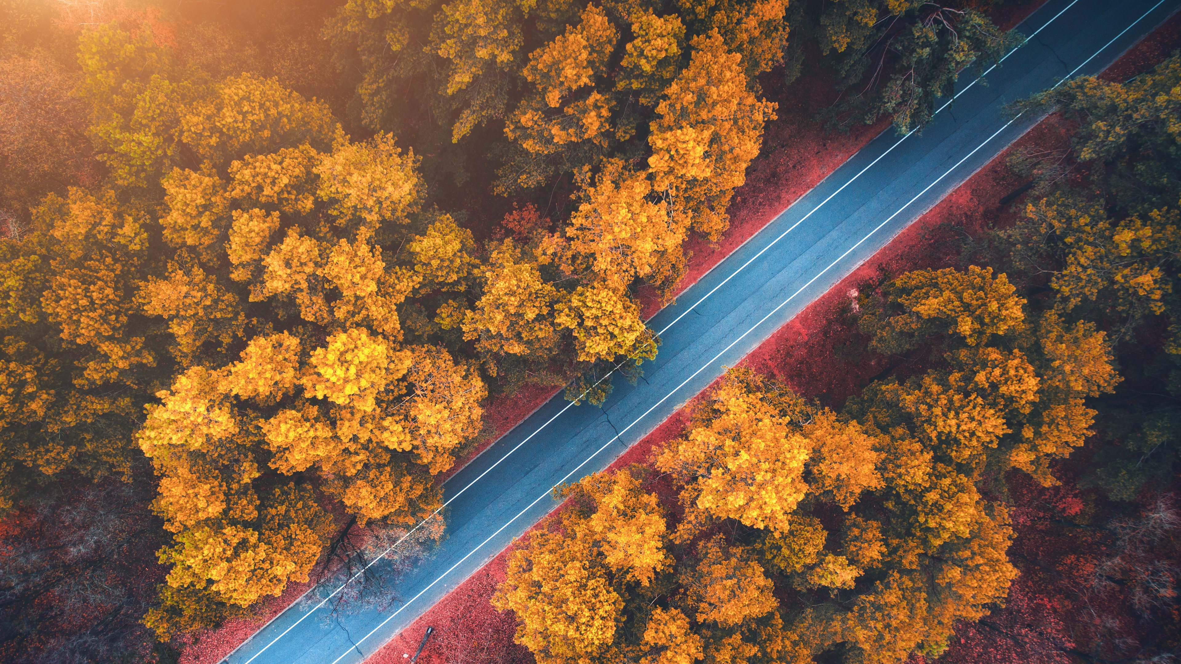 Aerial view of a road through an autumn forest HD Wallpaper