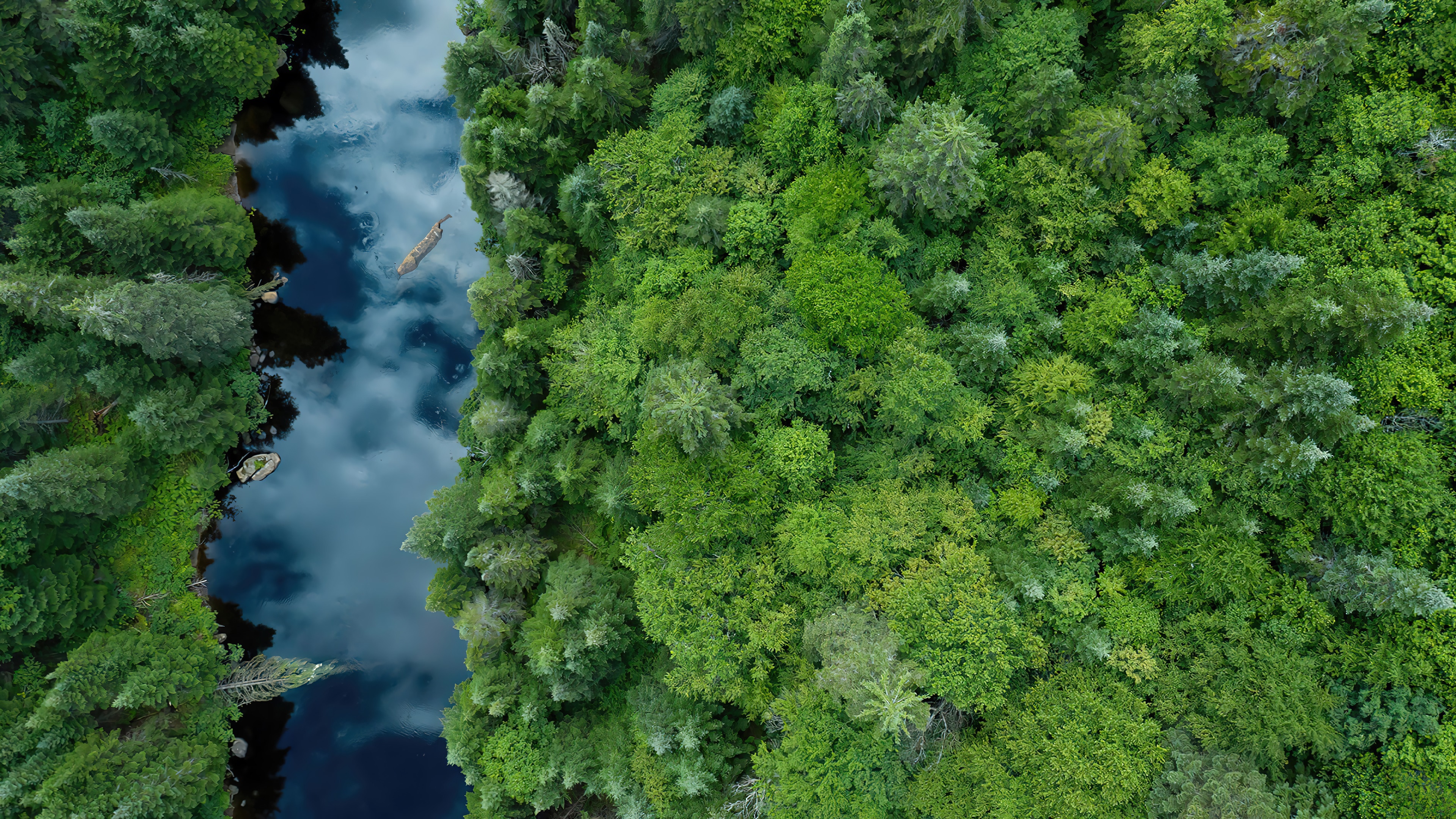 Aerial view of a river flowing through a dense forest HD Wallpaper