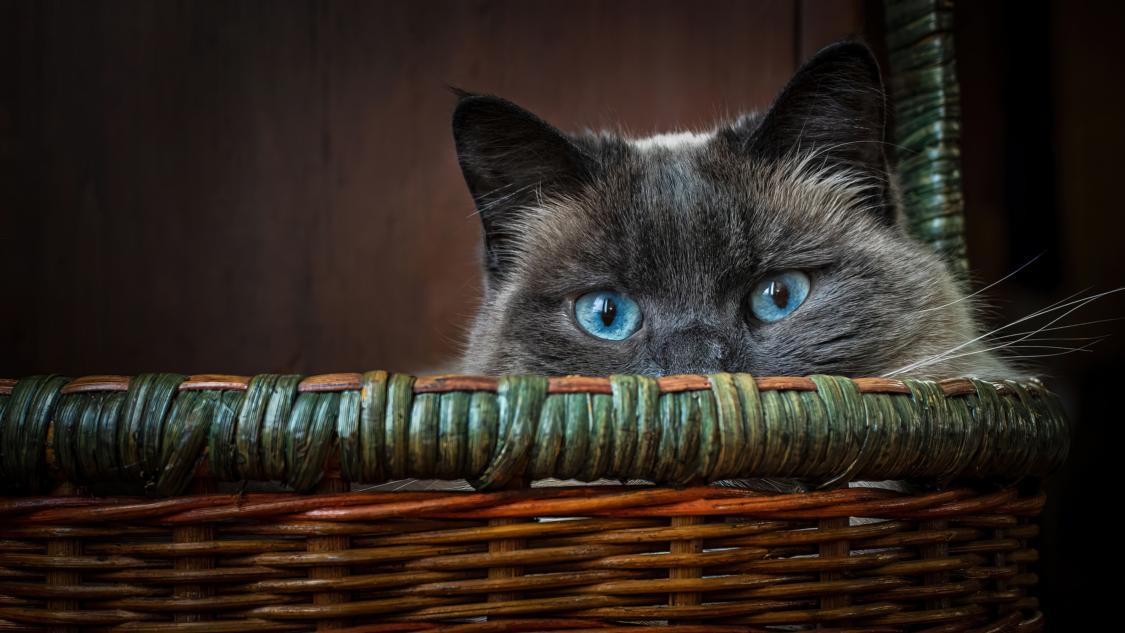 Siamese cat with blue eyes peeking from a basket HD Wallpaper