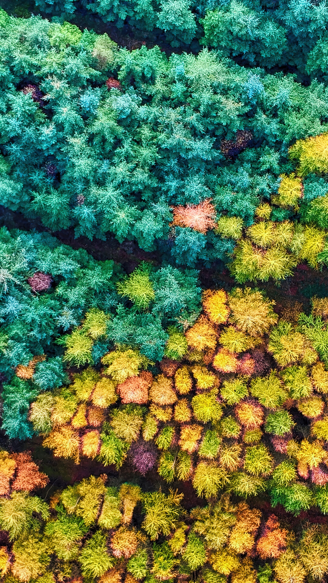 Aerial view of an autumn forest with colorful trees HD Phone Wallpaper