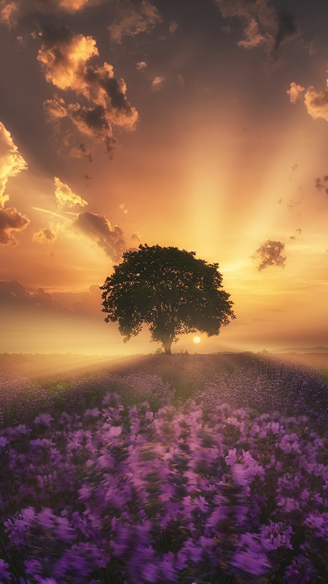 Tree in a lavender field at sunrise HD Phone Wallpaper