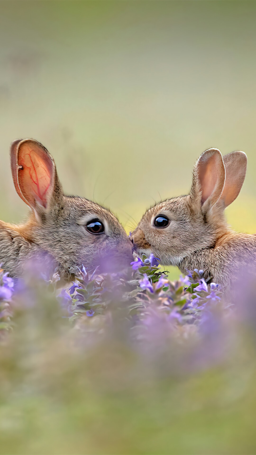 Two rabbits in purple flowers HD Phone Wallpaper
