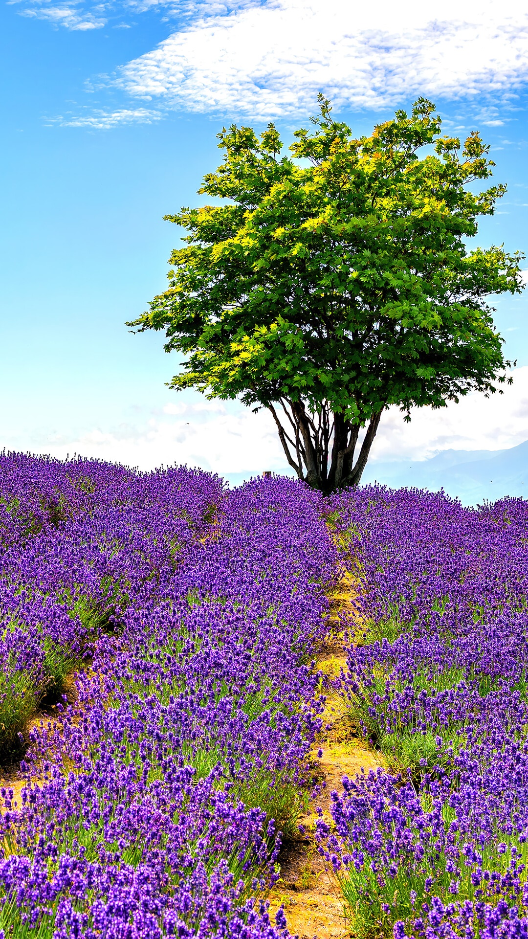 A lone tree stands in a vibrant lavender field under a blue sky HD Phone Wallpaper