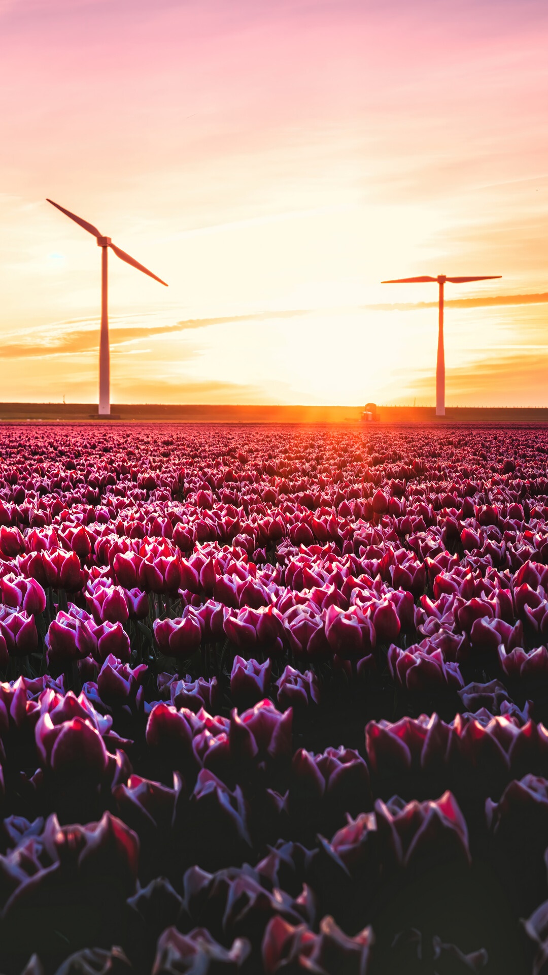Tulip field at sunset with wind turbines HD Phone Wallpaper