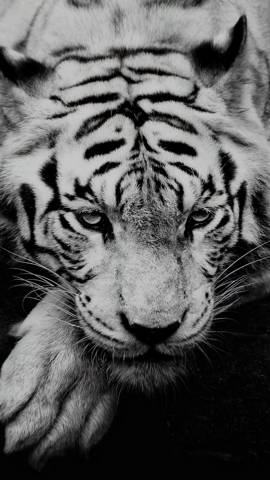 Close-up of a white tiger's face HD Phone Wallpaper