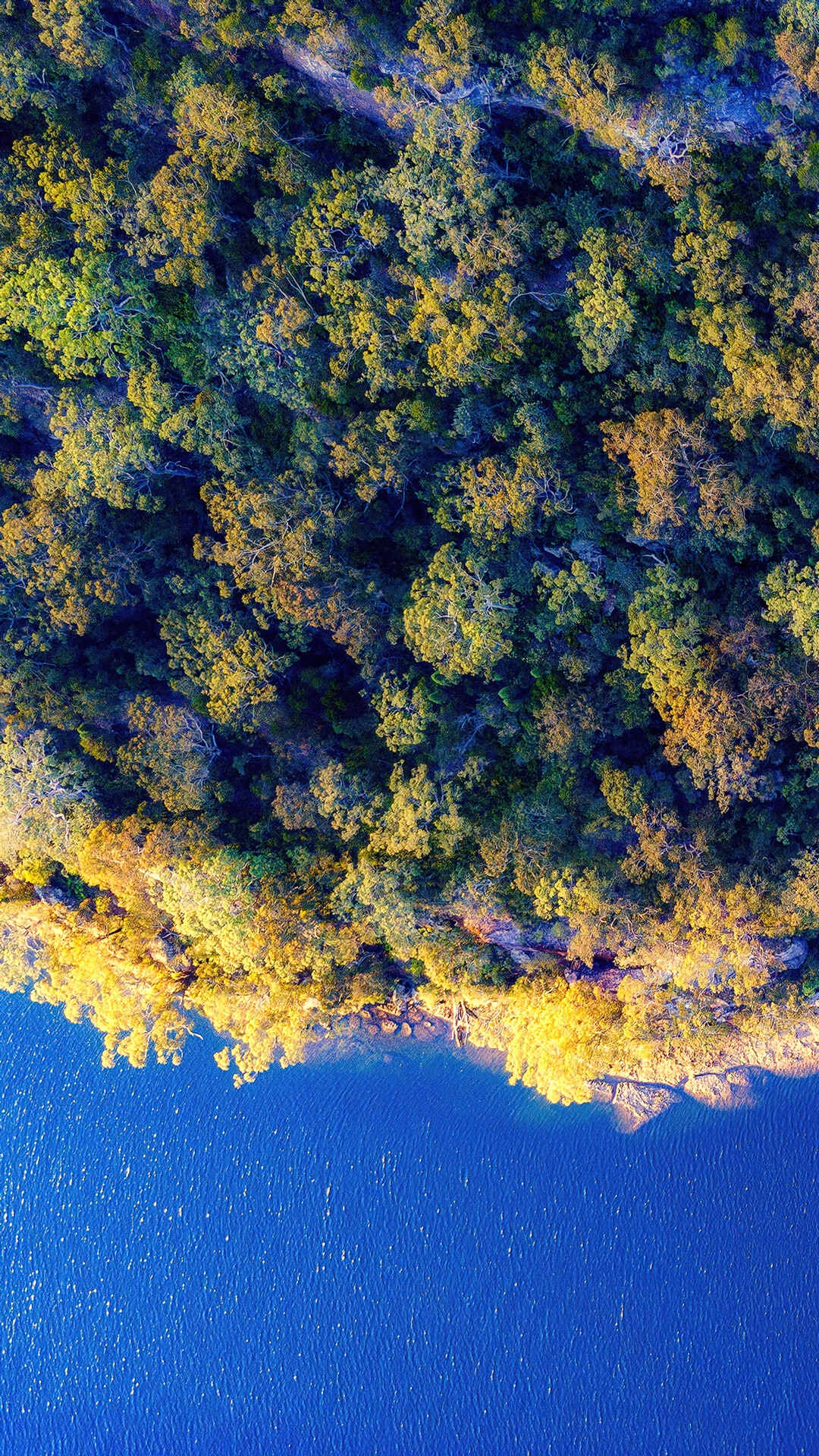 Aerial view of a forest meeting a blue body of water HD Phone Wallpaper