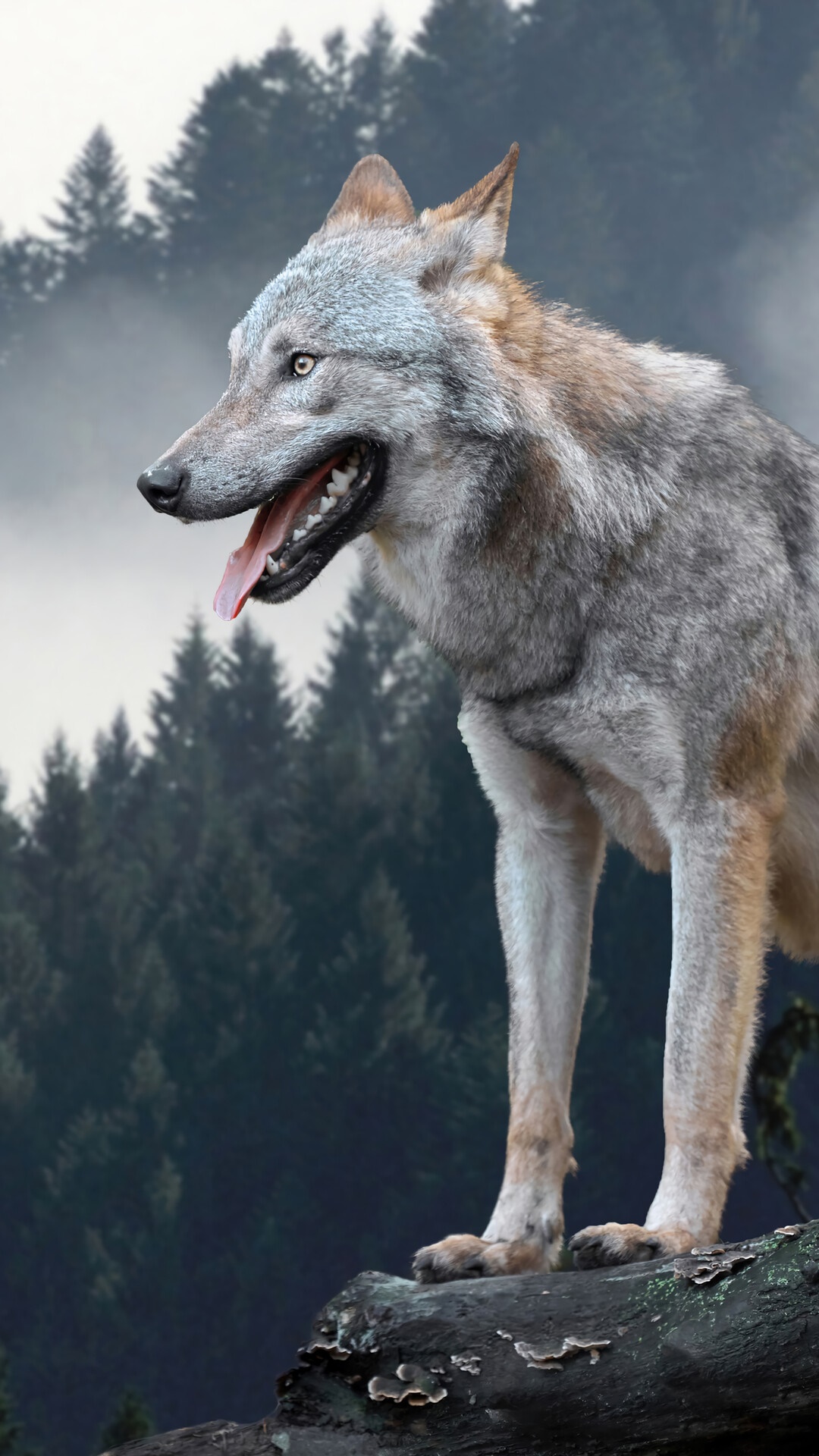 Wolf standing on a log in a foggy forest HD Phone Wallpaper