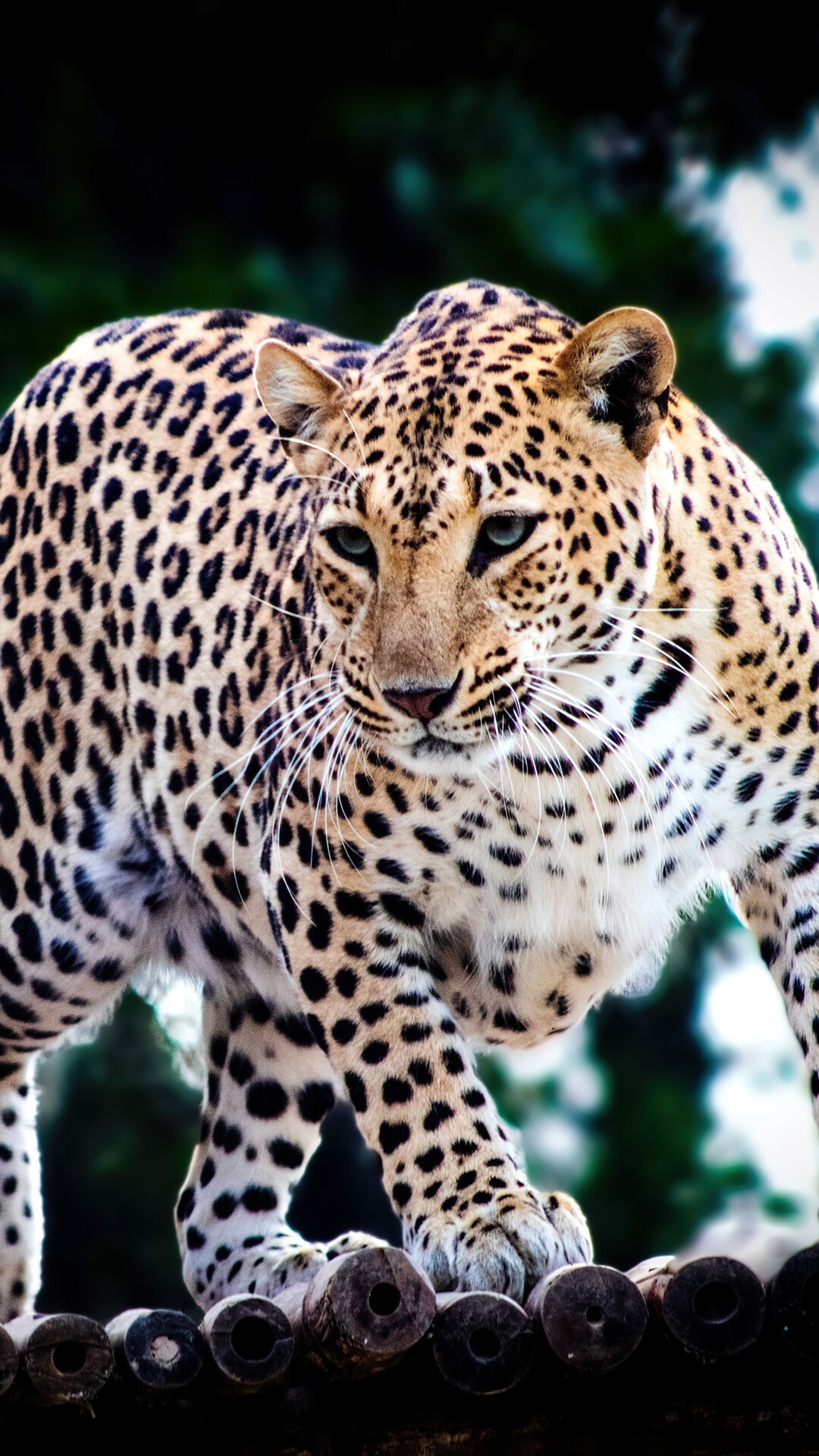 Leopard walking on a wooden platform HD Phone Wallpaper
