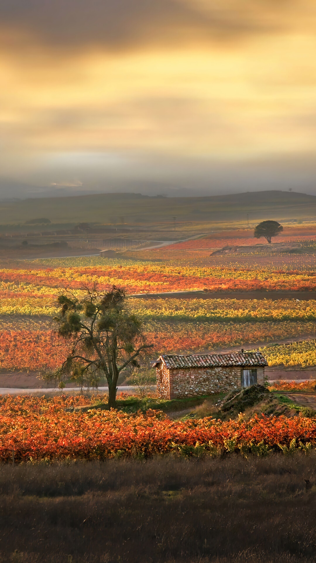 Autumn vineyard with stone building and tree HD Phone Wallpaper
