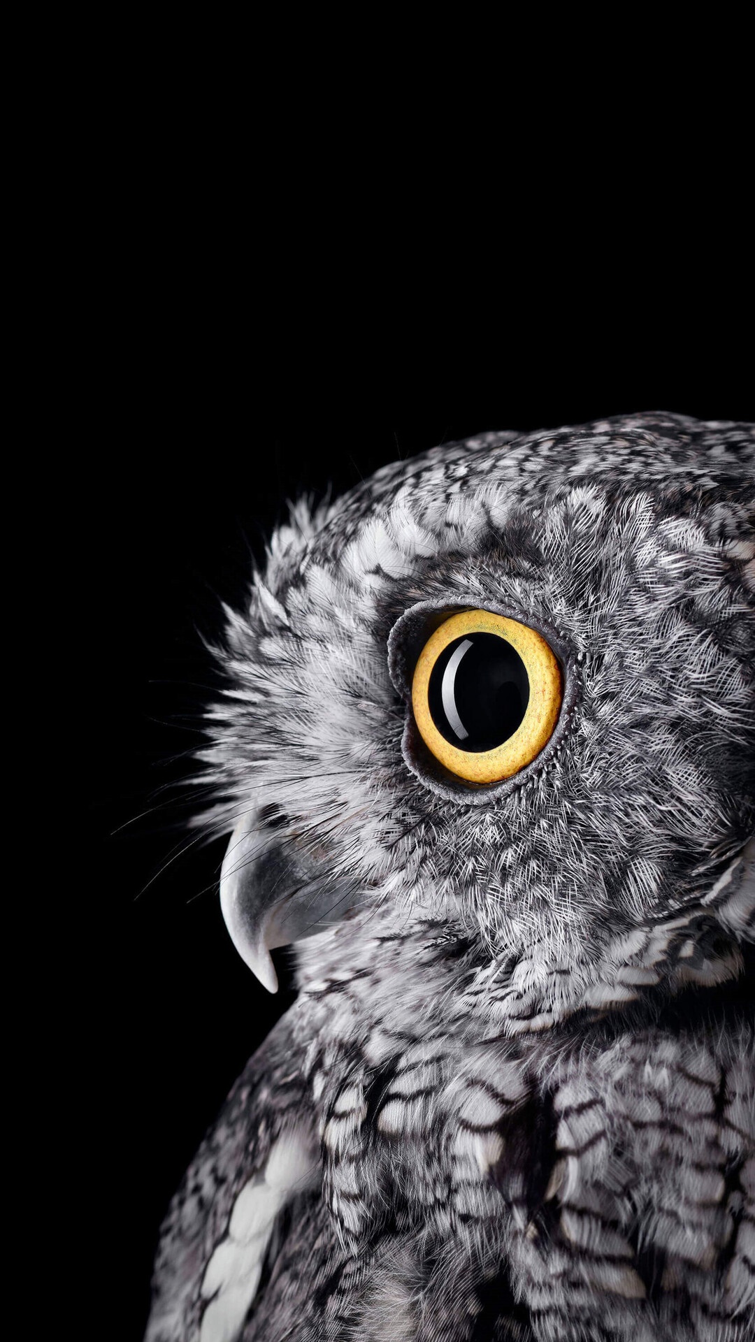 Close-up of a grey owl with yellow eyes HD Phone Wallpaper