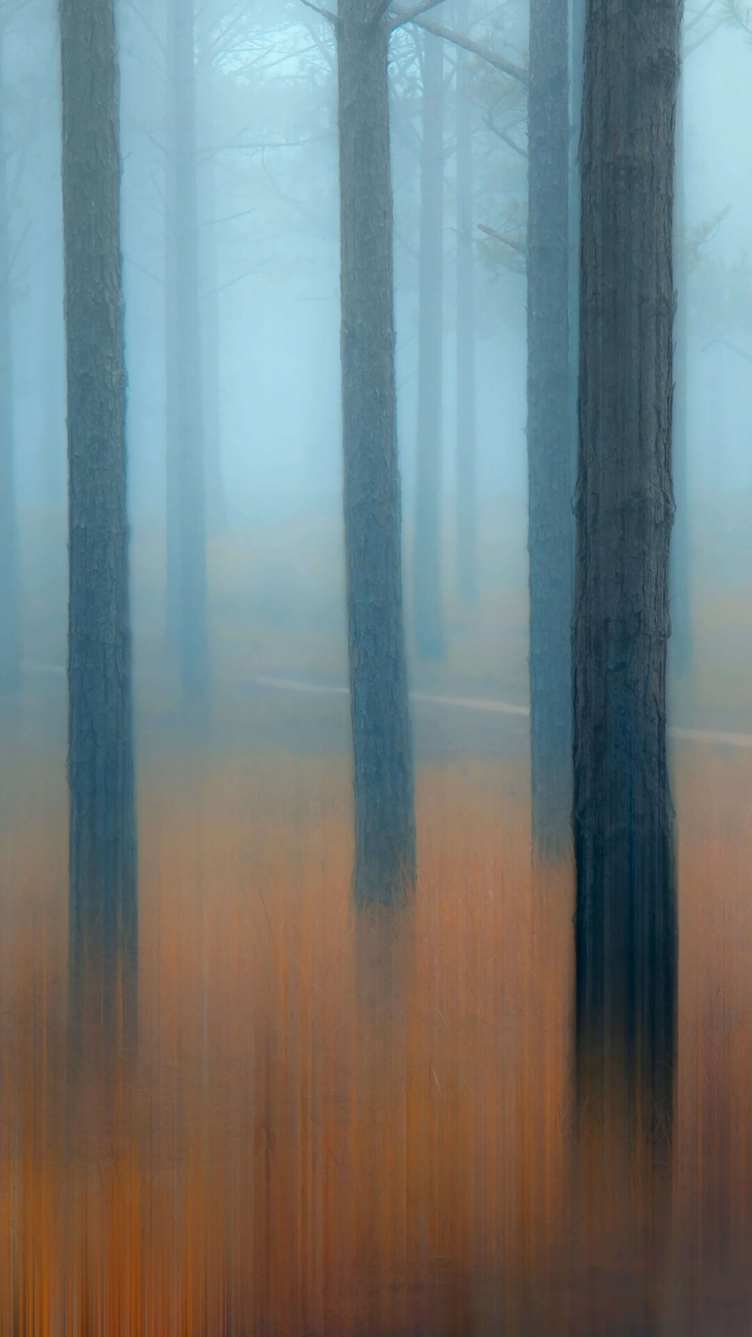 Misty forest with tall trees and orange ground cover HD Phone Wallpaper