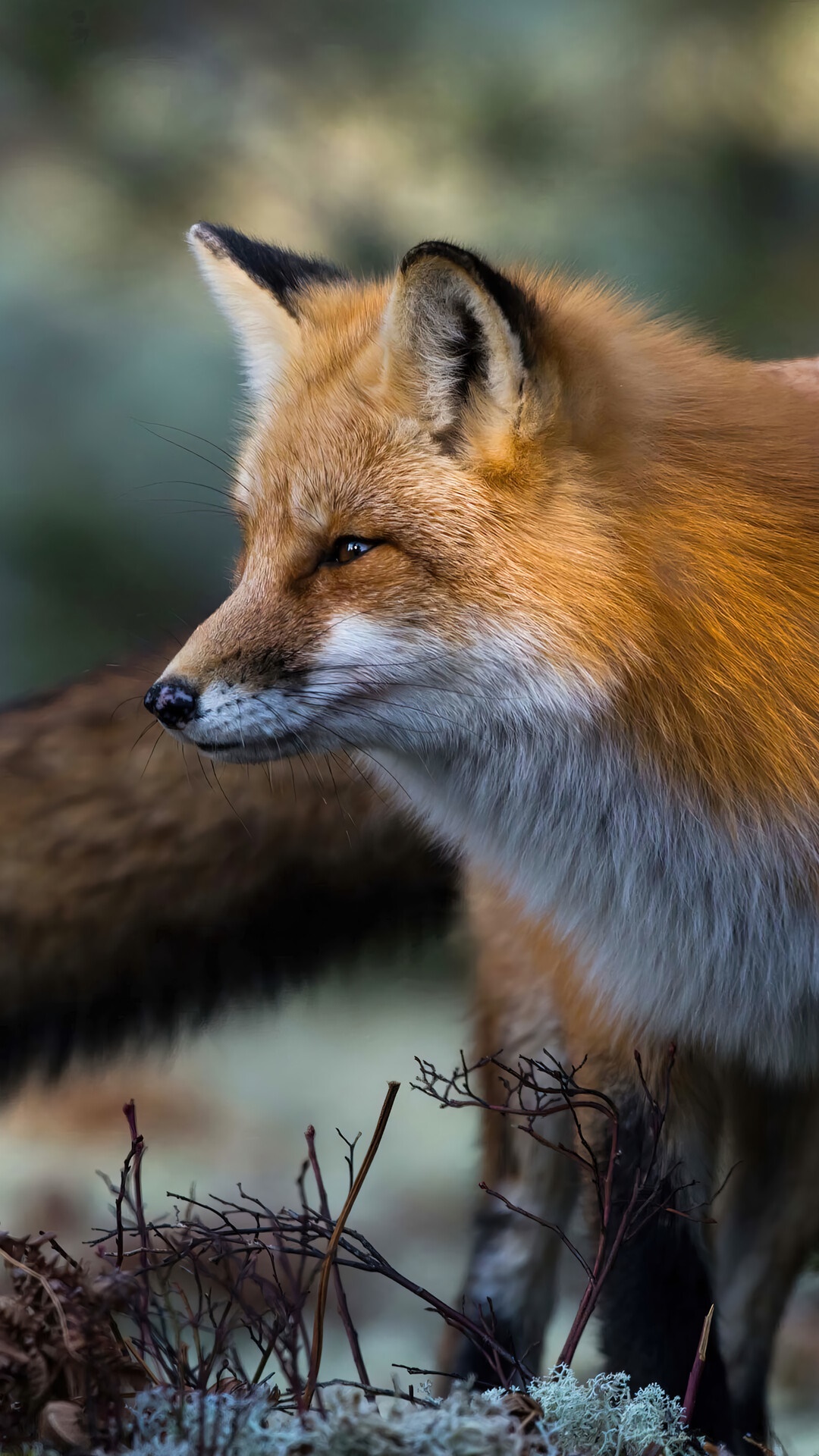 Red fox in natural habitat HD Phone Wallpaper