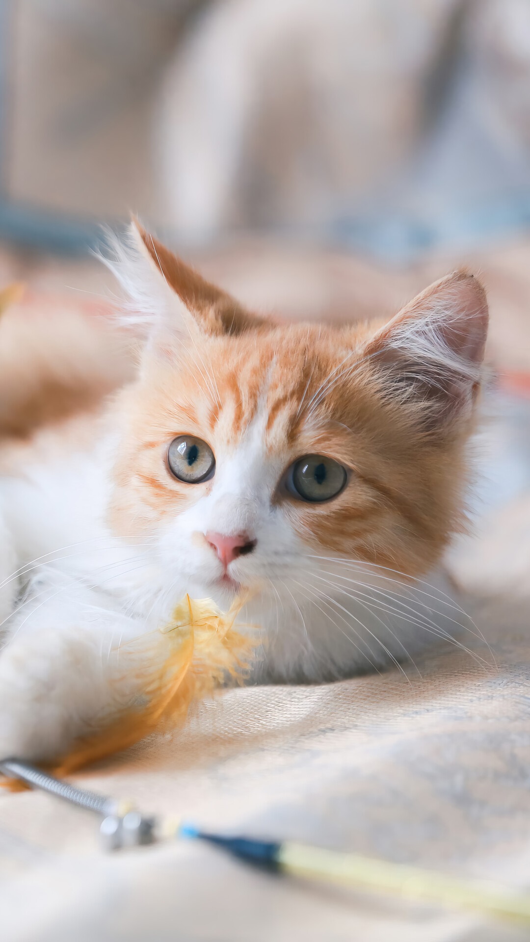 Orange and white kitten playing with a toy HD Phone Wallpaper