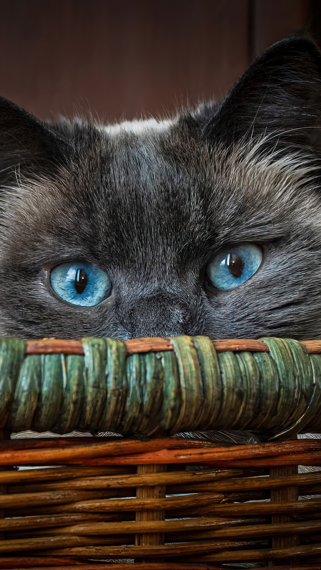 Close-up of a cat with blue eyes peeking over a basket HD Phone Wallpaper