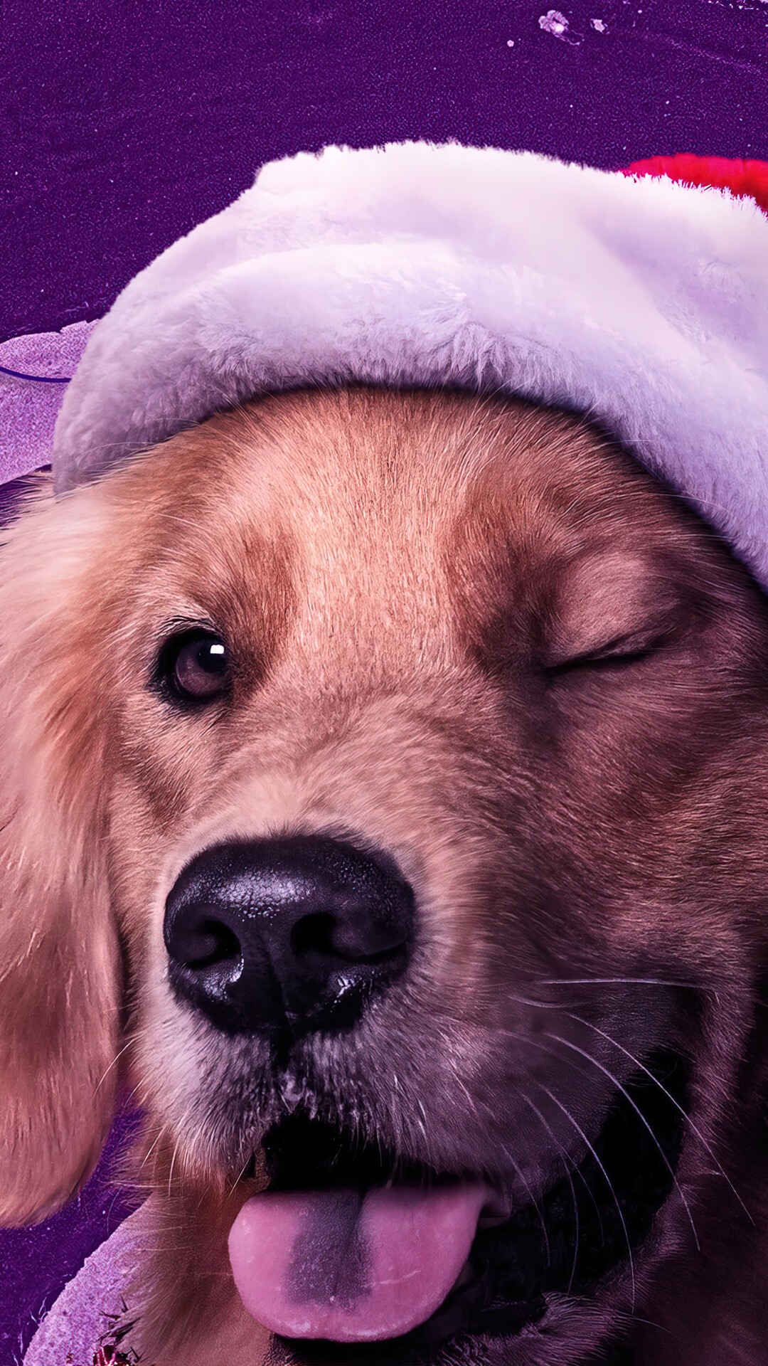 Golden Retriever dog wearing a Santa hat HD Phone Wallpaper