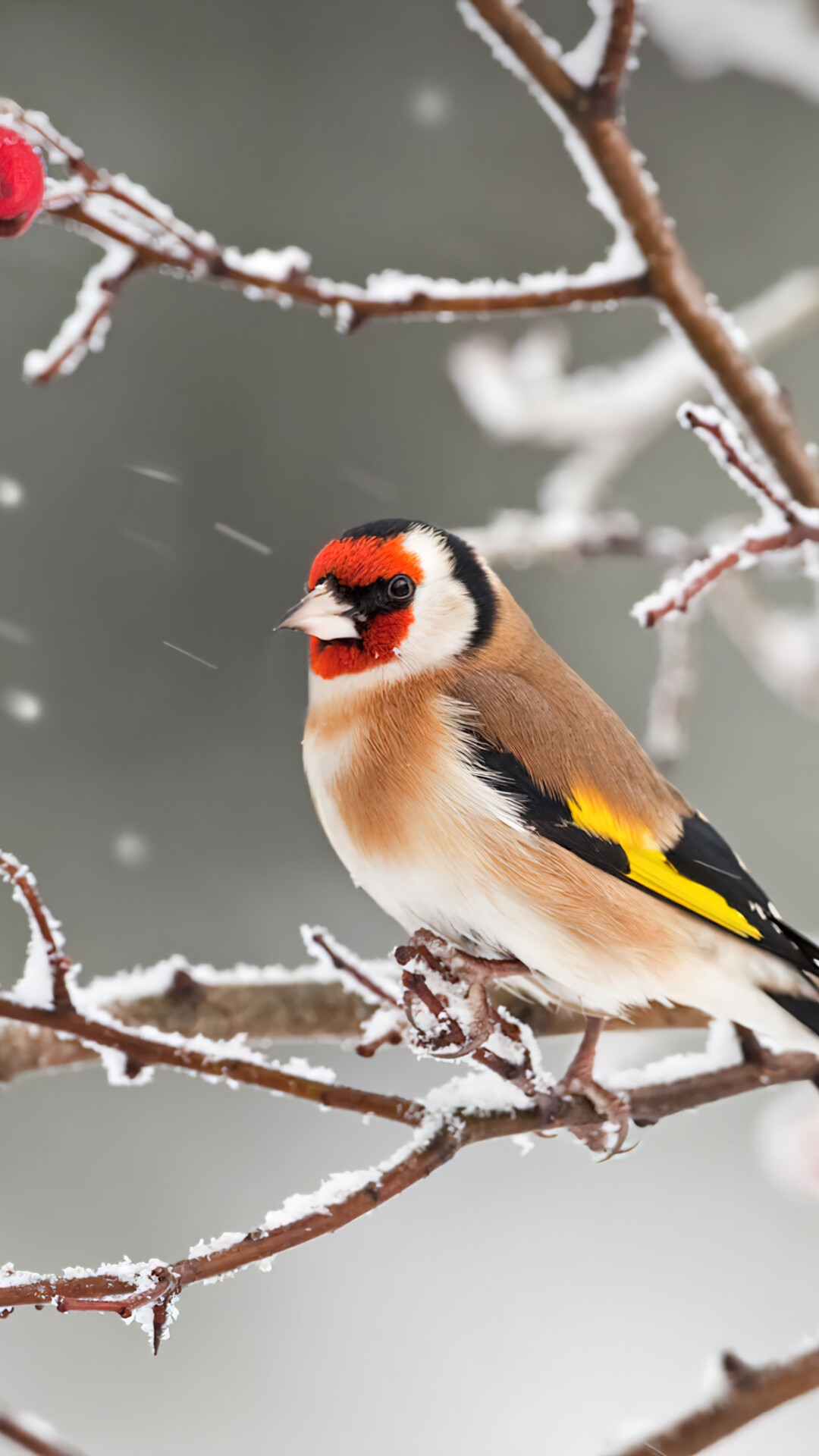 Goldfinch perched on a snow-covered branch HD Phone Wallpaper