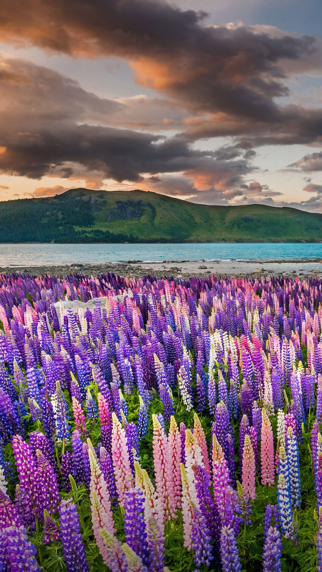 Field of lupine flowers by a lake in New Zealand HD Phone Wallpaper
