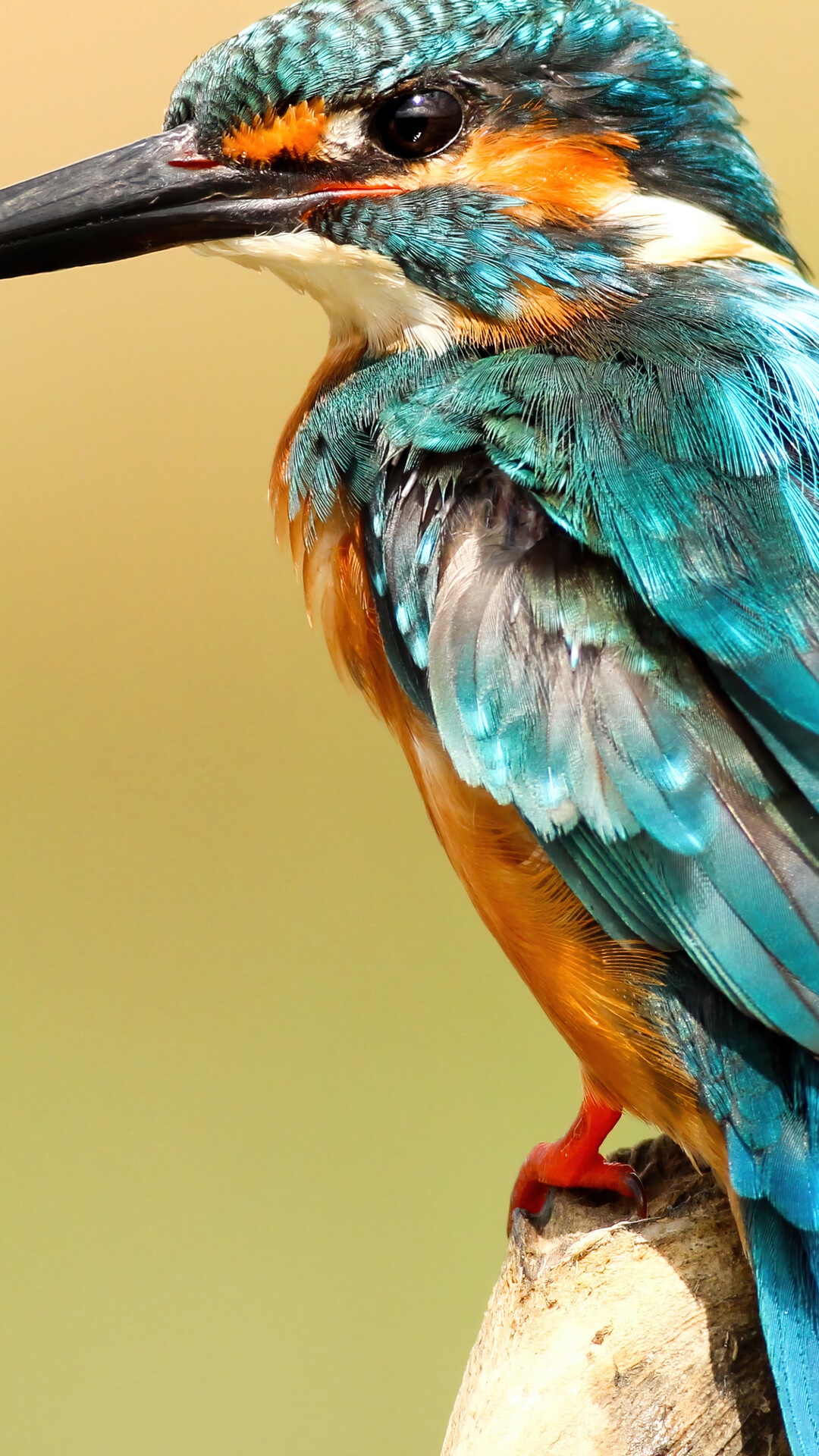 Close-up of a colorful Kingfisher bird perched on a branch HD Phone Wallpaper