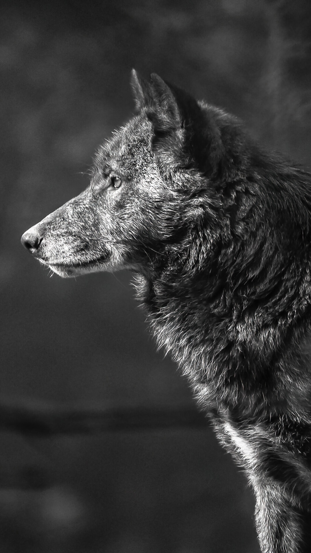 Monochrome portrait of a wolf HD Phone Wallpaper