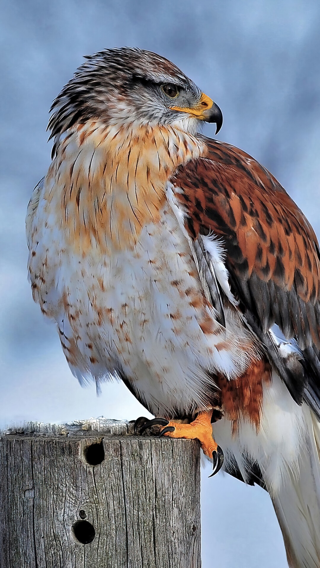 Hawk perched on a wooden post HD Phone Wallpaper