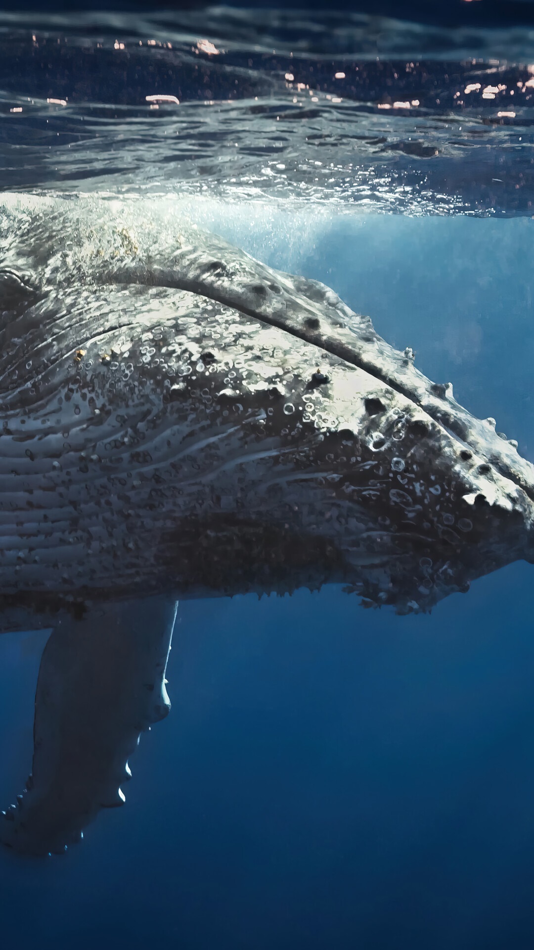 Humpback whale swimming underwater near the surface HD Phone Wallpaper