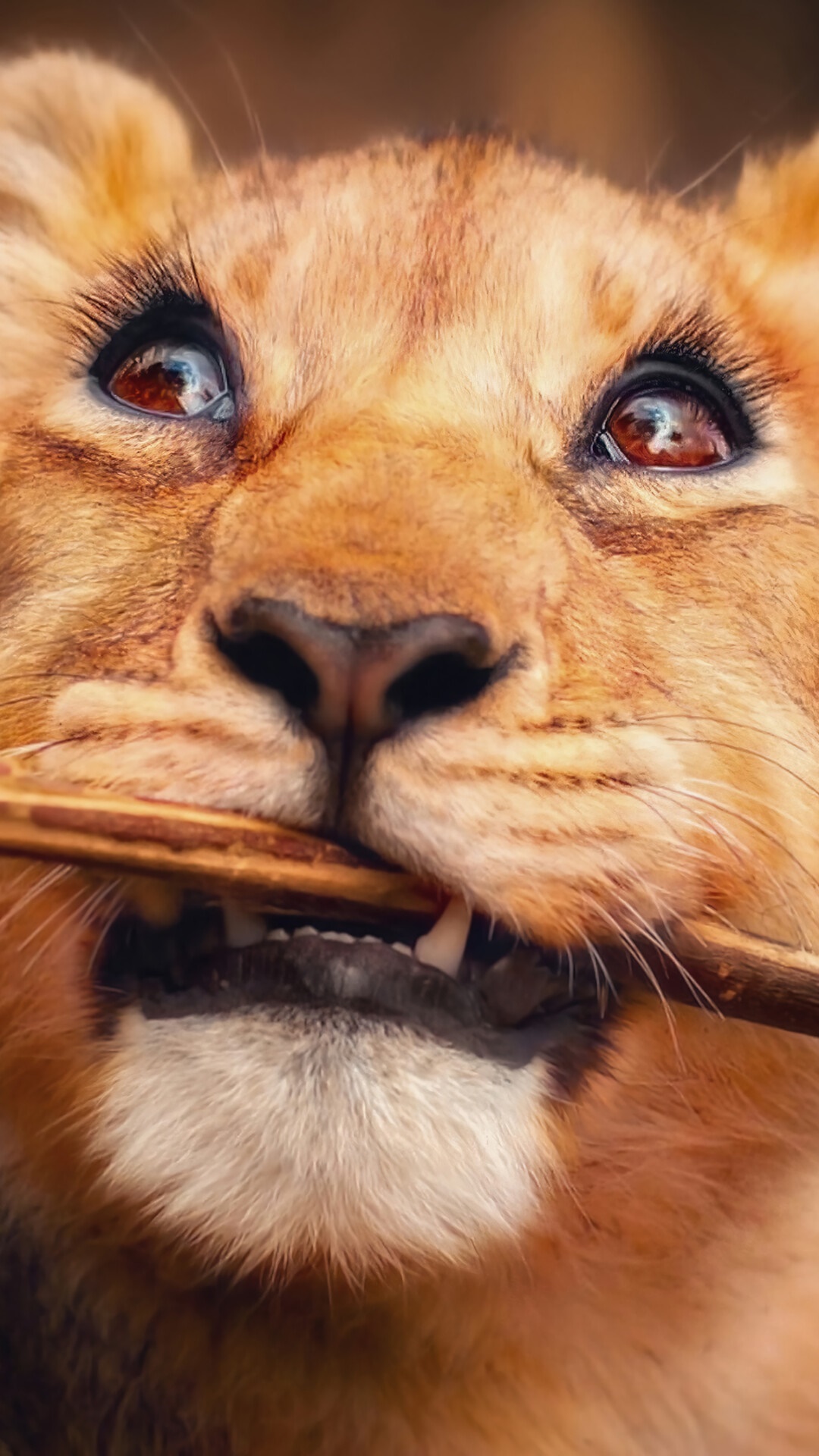 Lion cub chewing on a stick HD Phone Wallpaper
