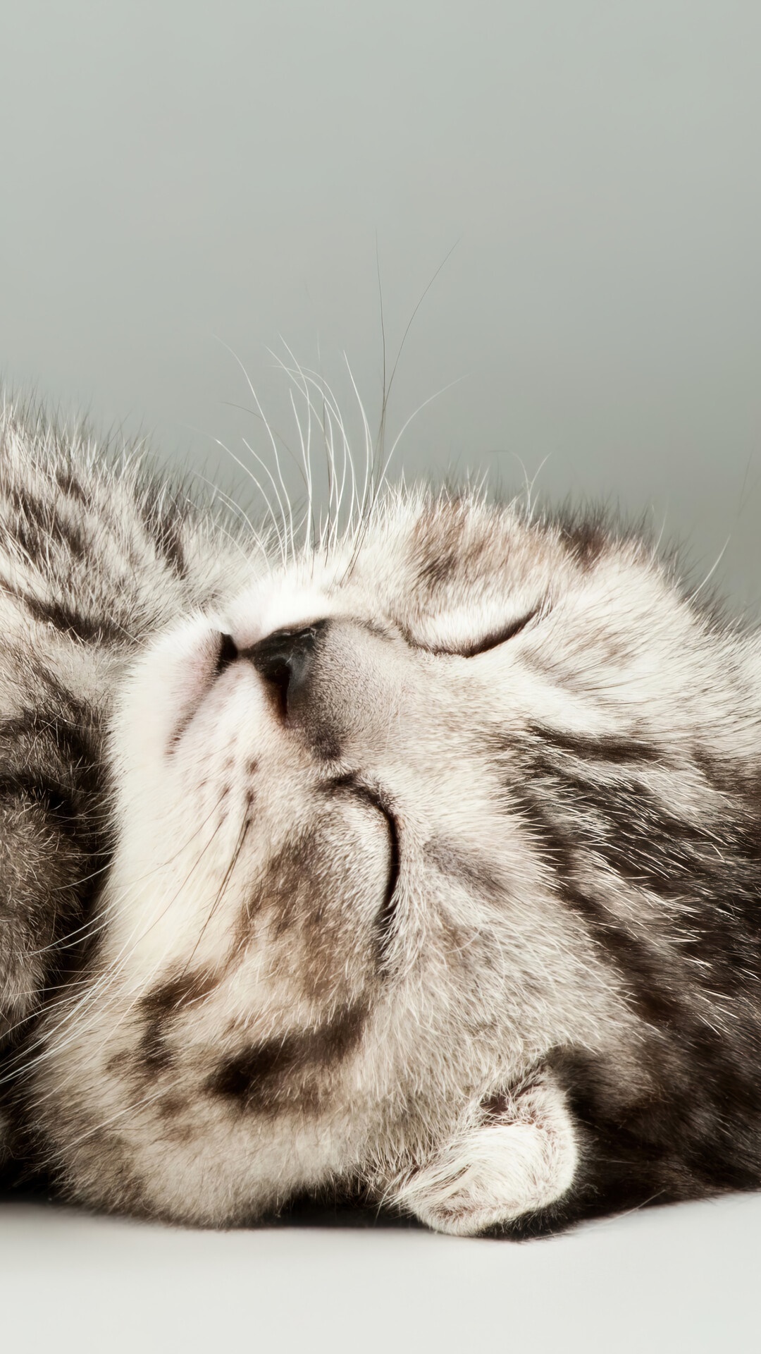 Close-up of a sleeping tabby kitten HD Phone Wallpaper