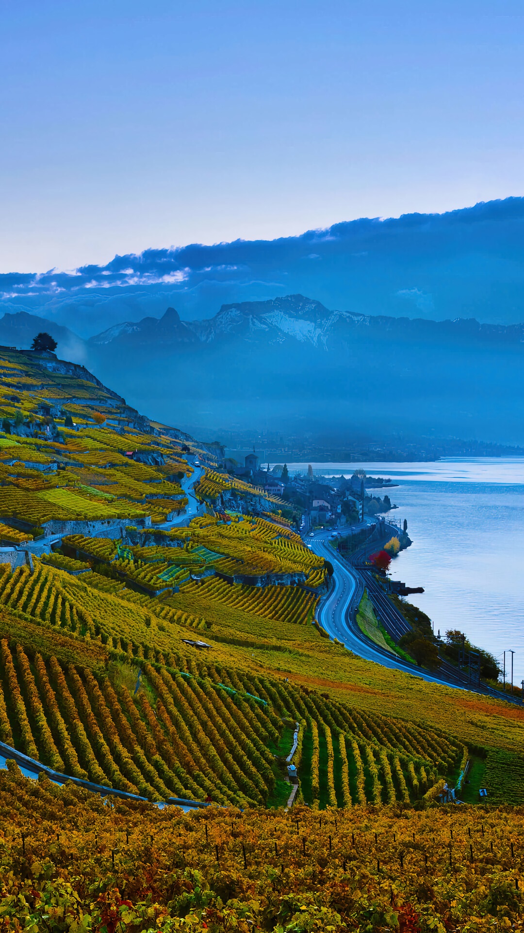 Vineyards on a hillside overlooking a lake and mountains HD Phone Wallpaper