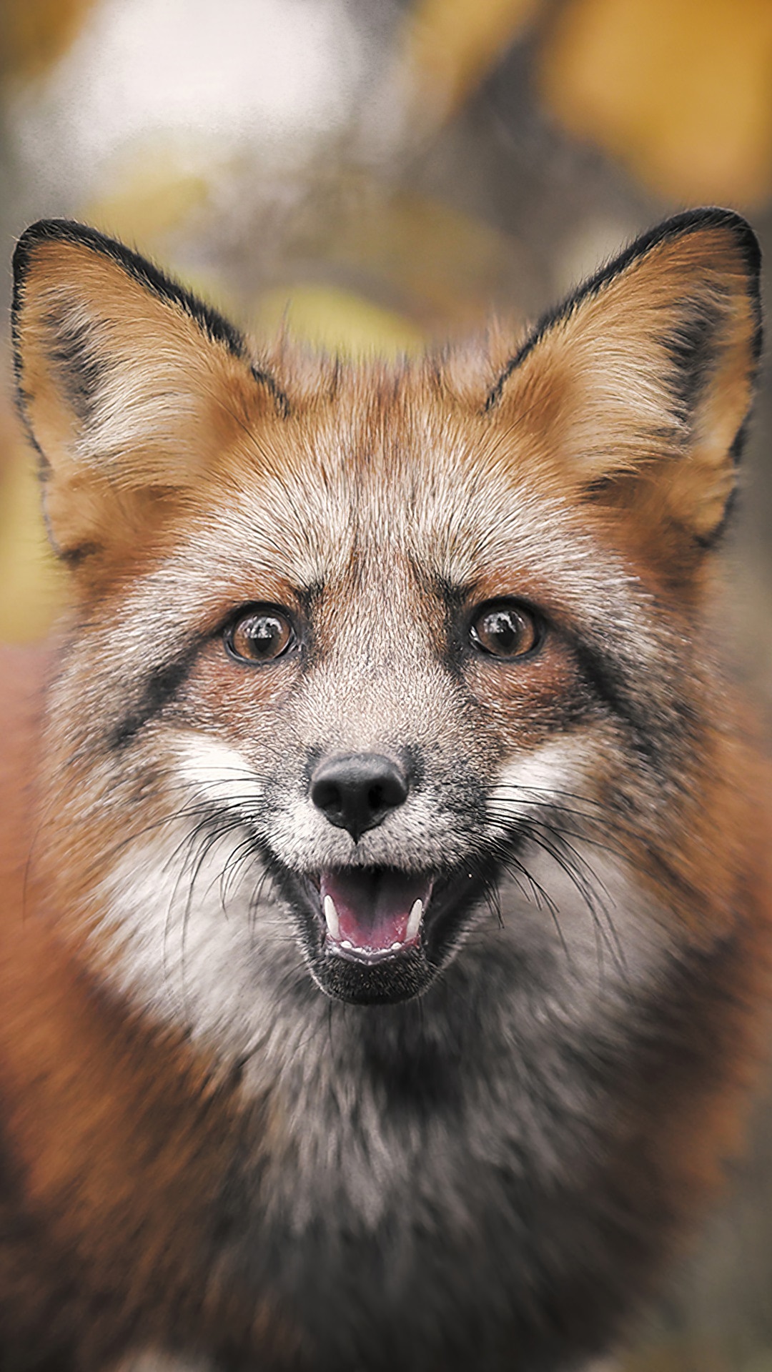 Close-up of a Red Fox's face HD Phone Wallpaper