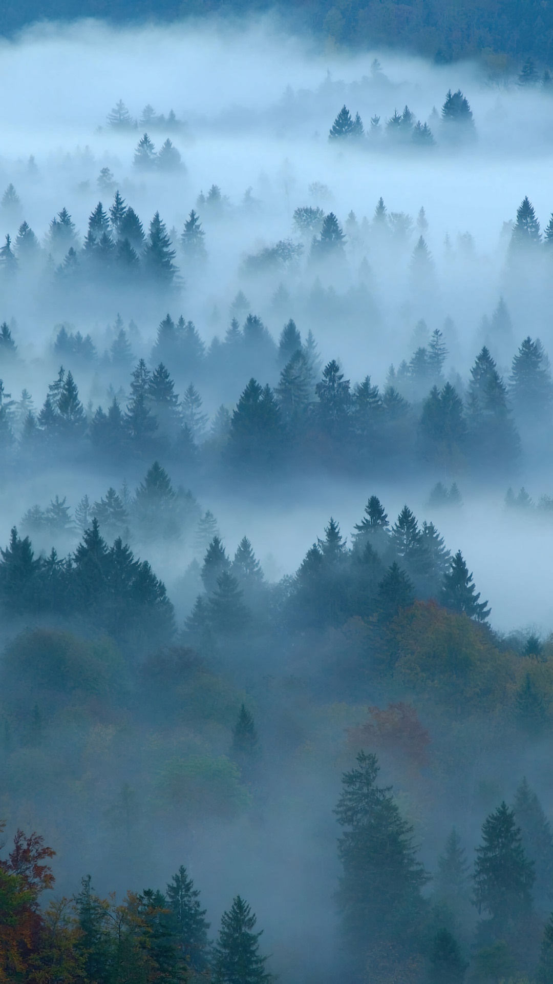 Misty forest with layers of trees HD Phone Wallpaper