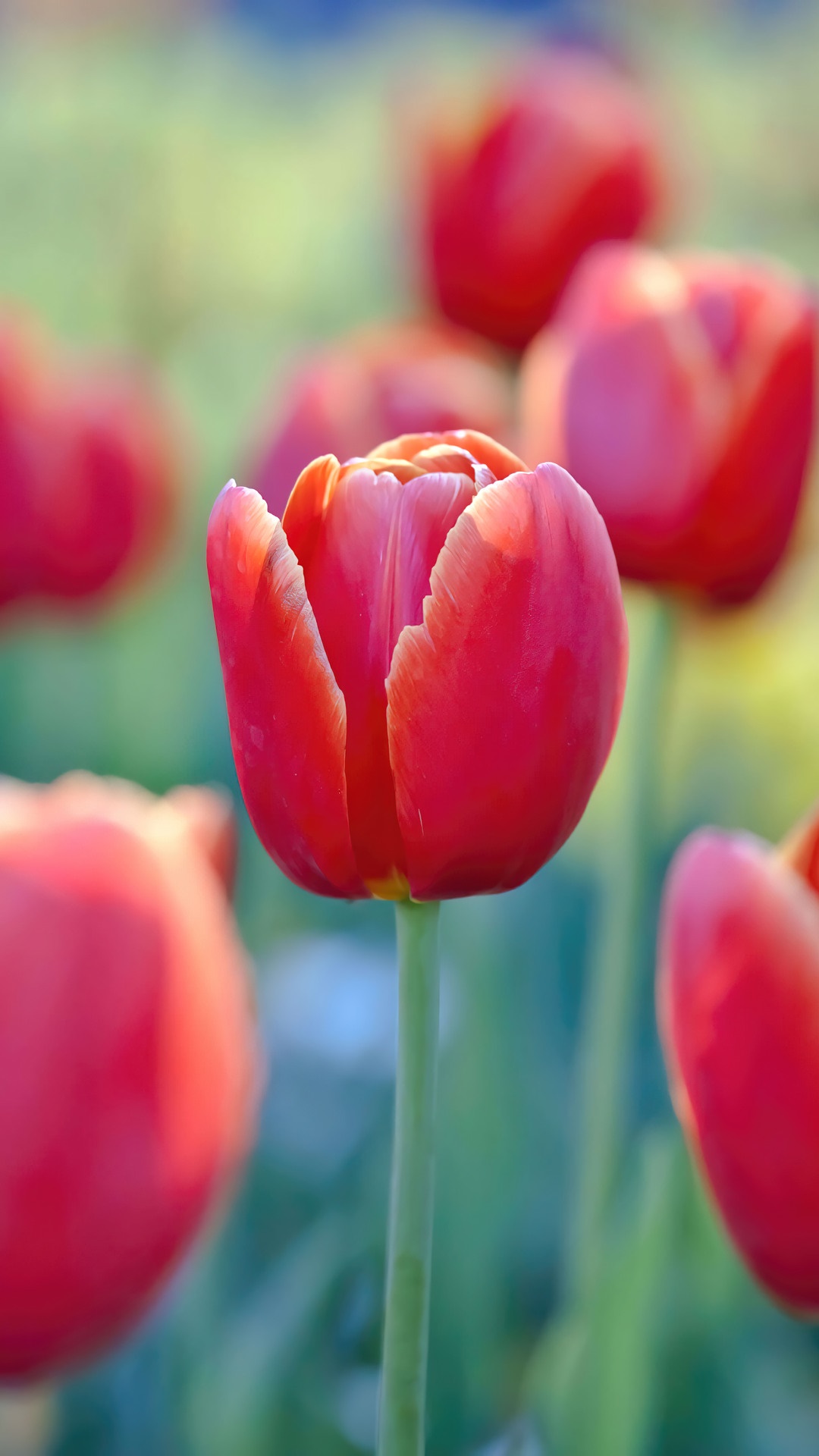Red tulips in a field HD Phone Wallpaper