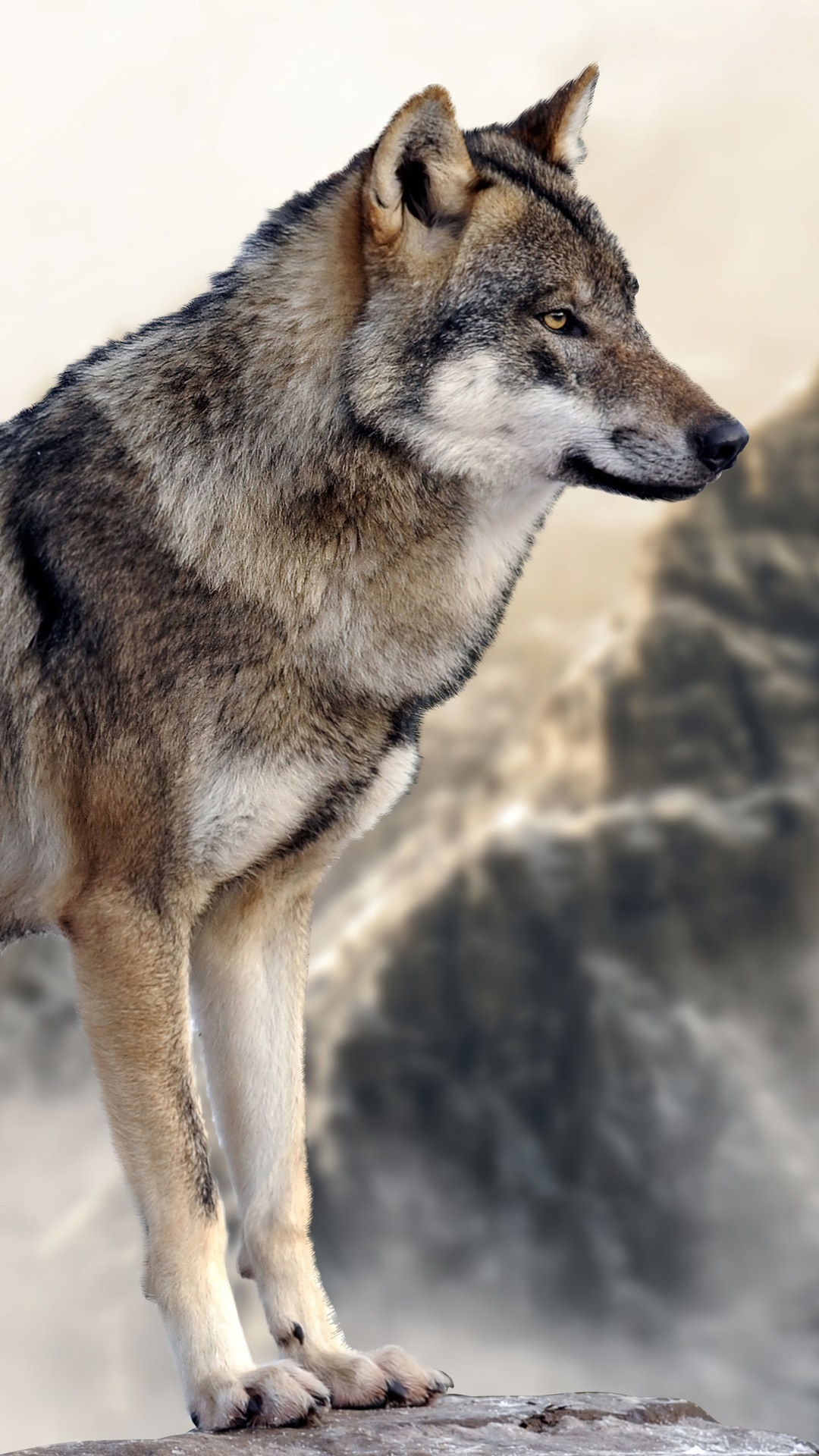 Wolf standing on a rock with mountains in the background HD Phone Wallpaper