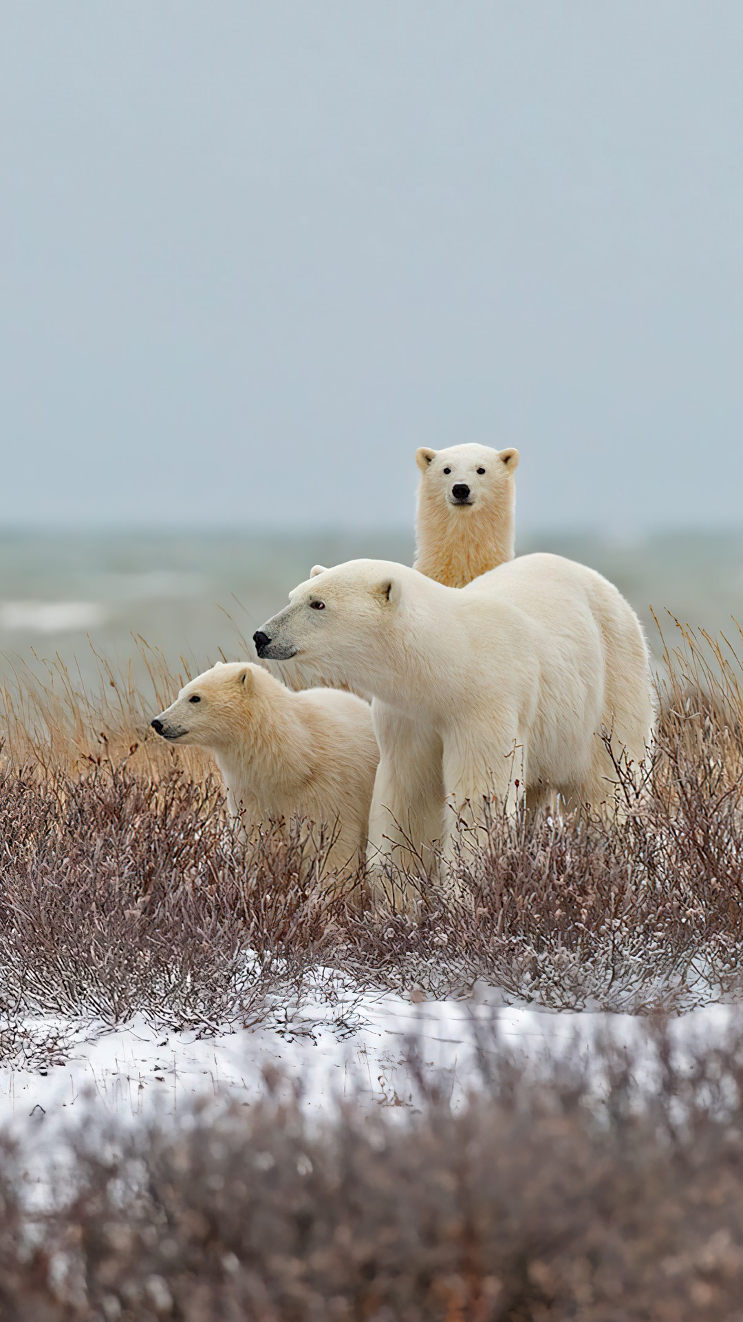Three polar bears in a snowy landscape HD Phone Wallpaper