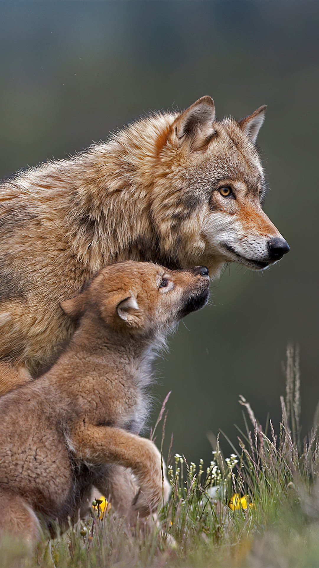Wolf and cub in tall grass HD Phone Wallpaper