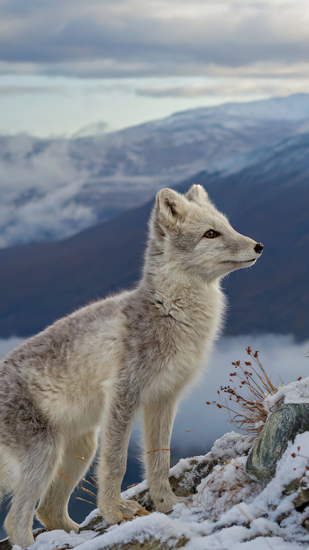 Arctic fox on a snowy mountain HD Phone Wallpaper