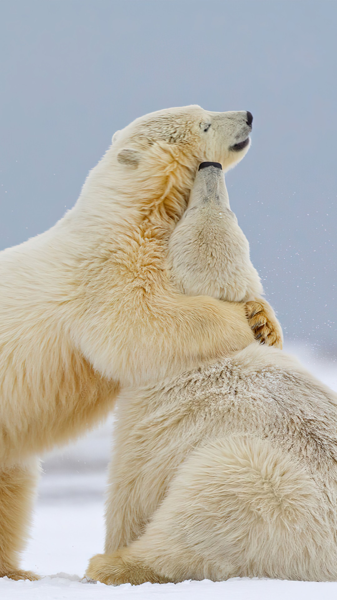 Two polar bears interacting in the snow HD Phone Wallpaper