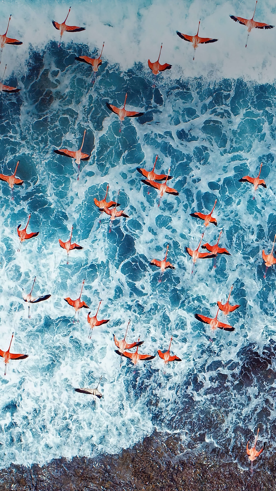 Flamingos flying over the ocean HD Phone Wallpaper