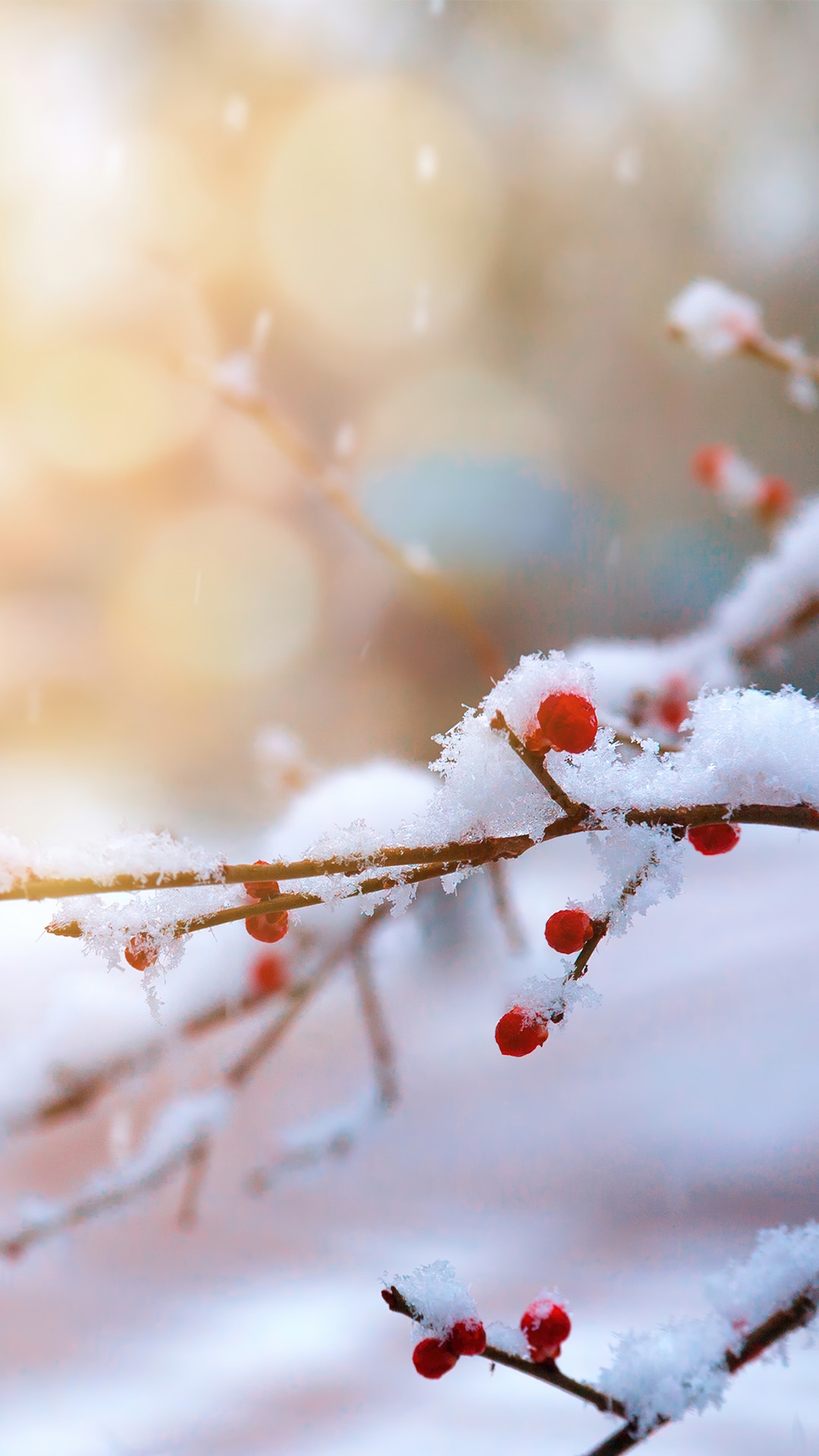 Winter branches with red berries and snow HD Phone Wallpaper