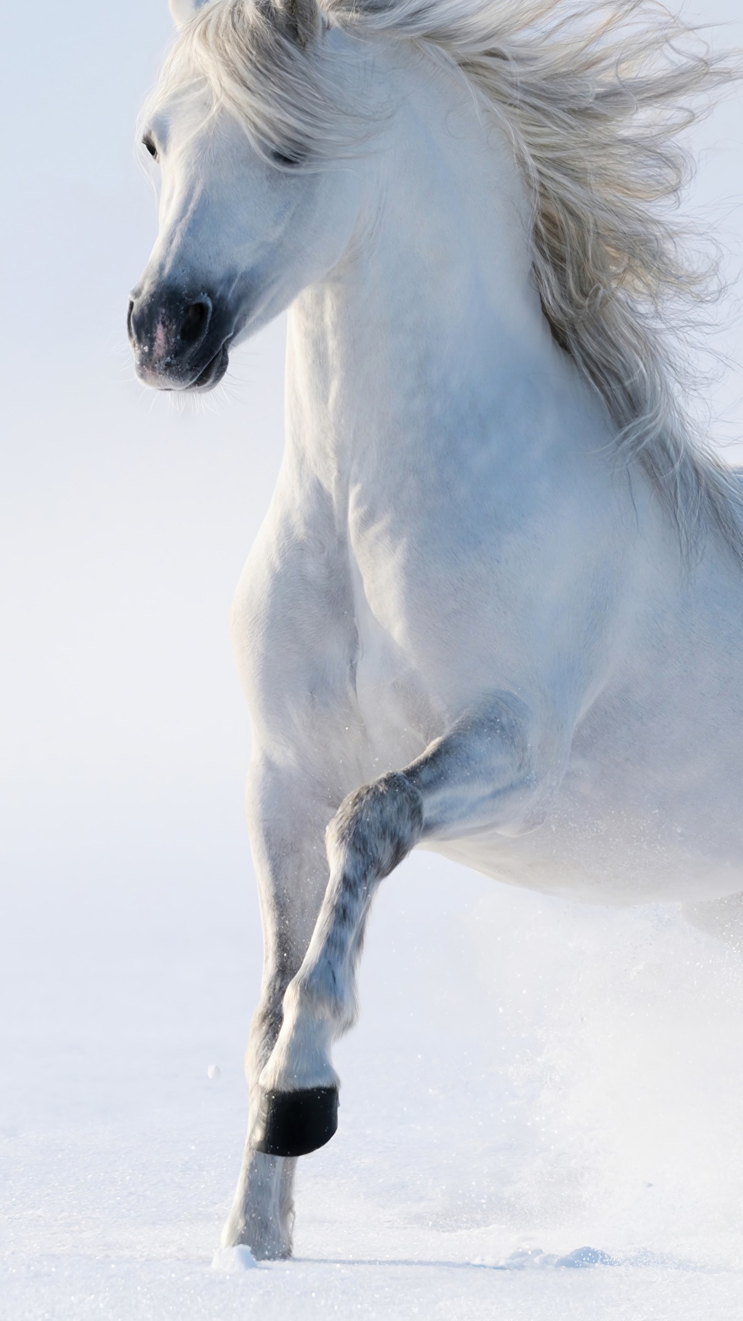 White horse running in snow HD Phone Wallpaper