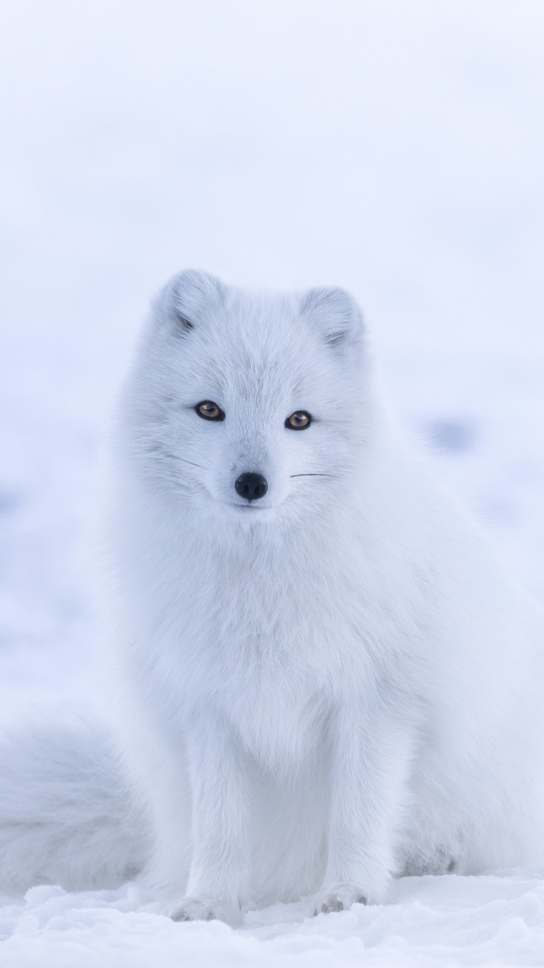 Arctic Fox in a Snowy Landscape HD Phone Wallpaper