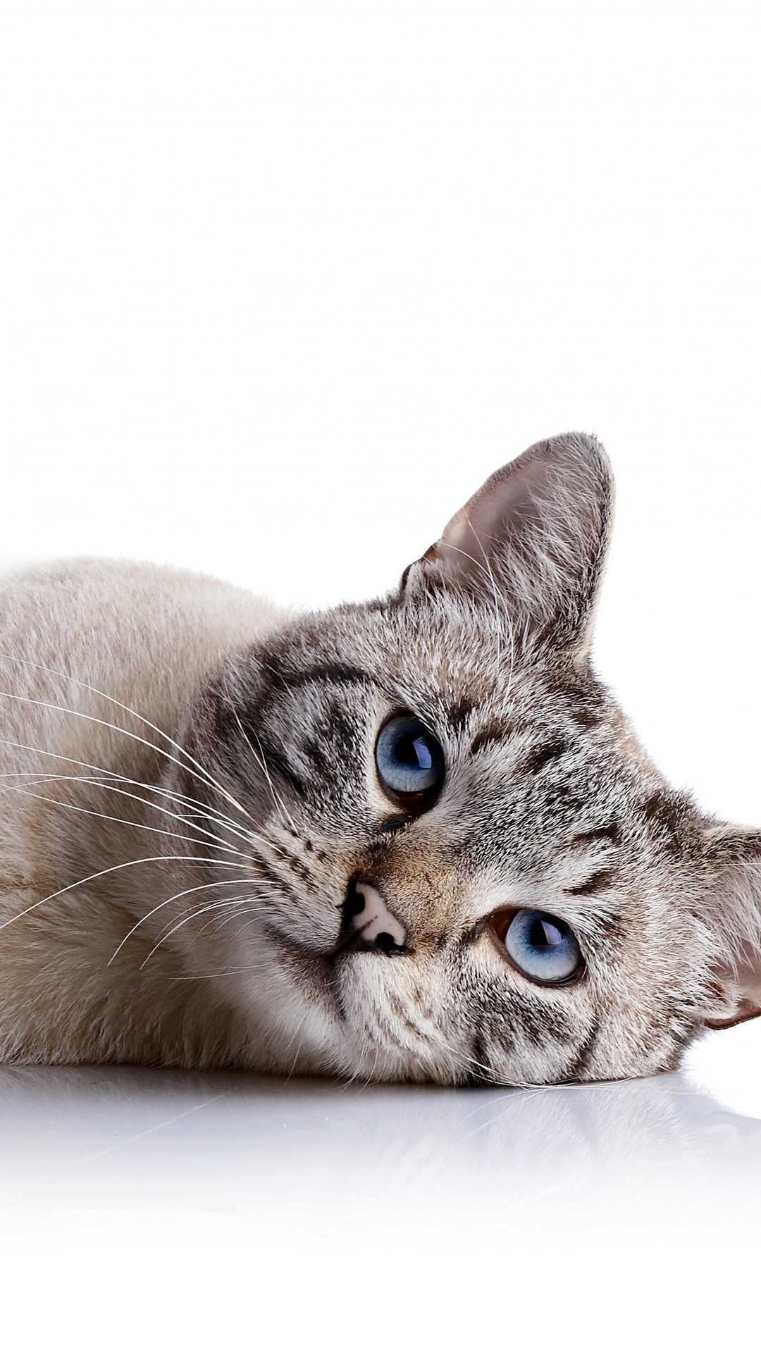 A Siamese cat with blue eyes lies on a white surface. HD Phone Wallpaper