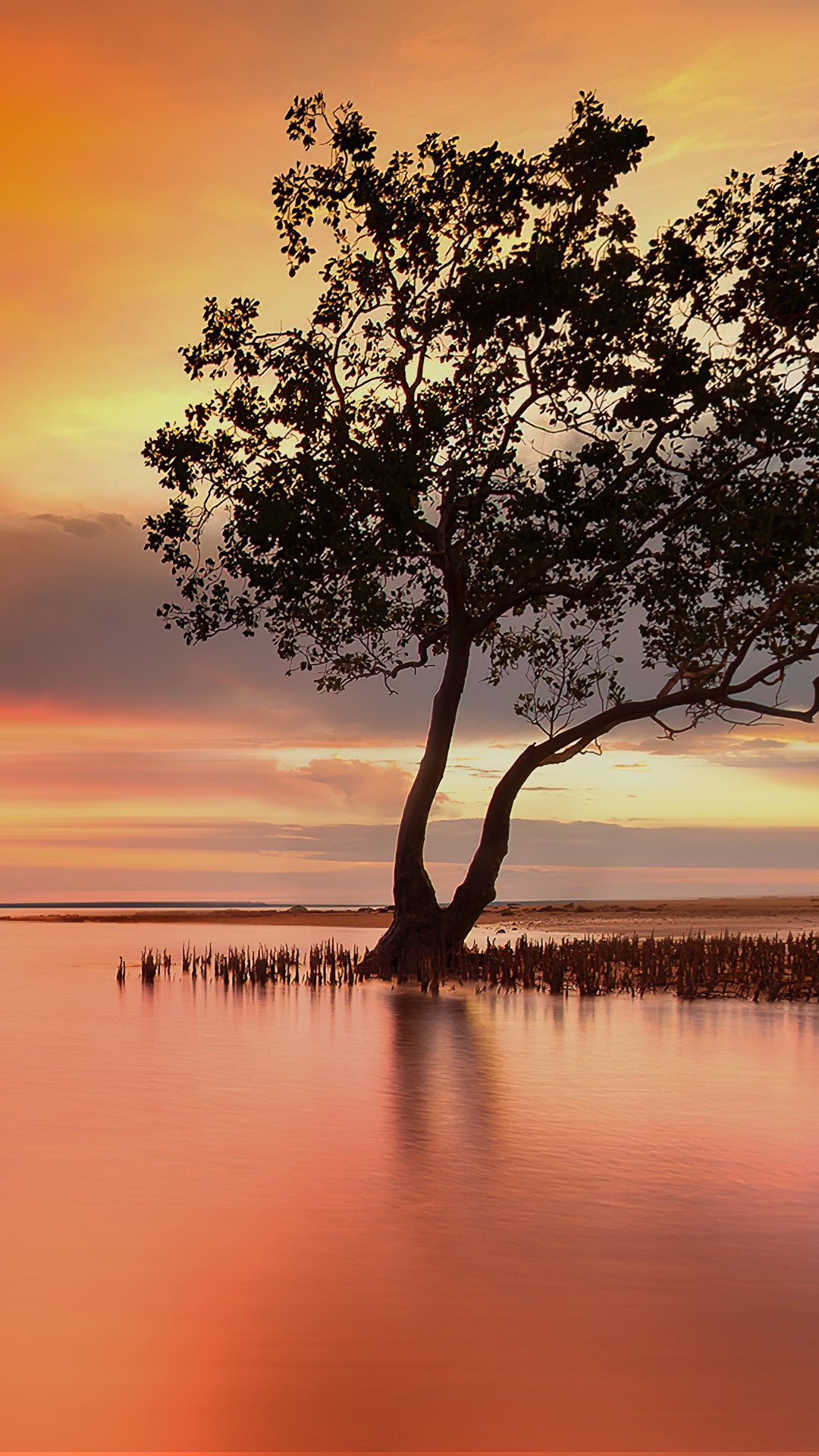 Tree in water at sunset HD Phone Wallpaper