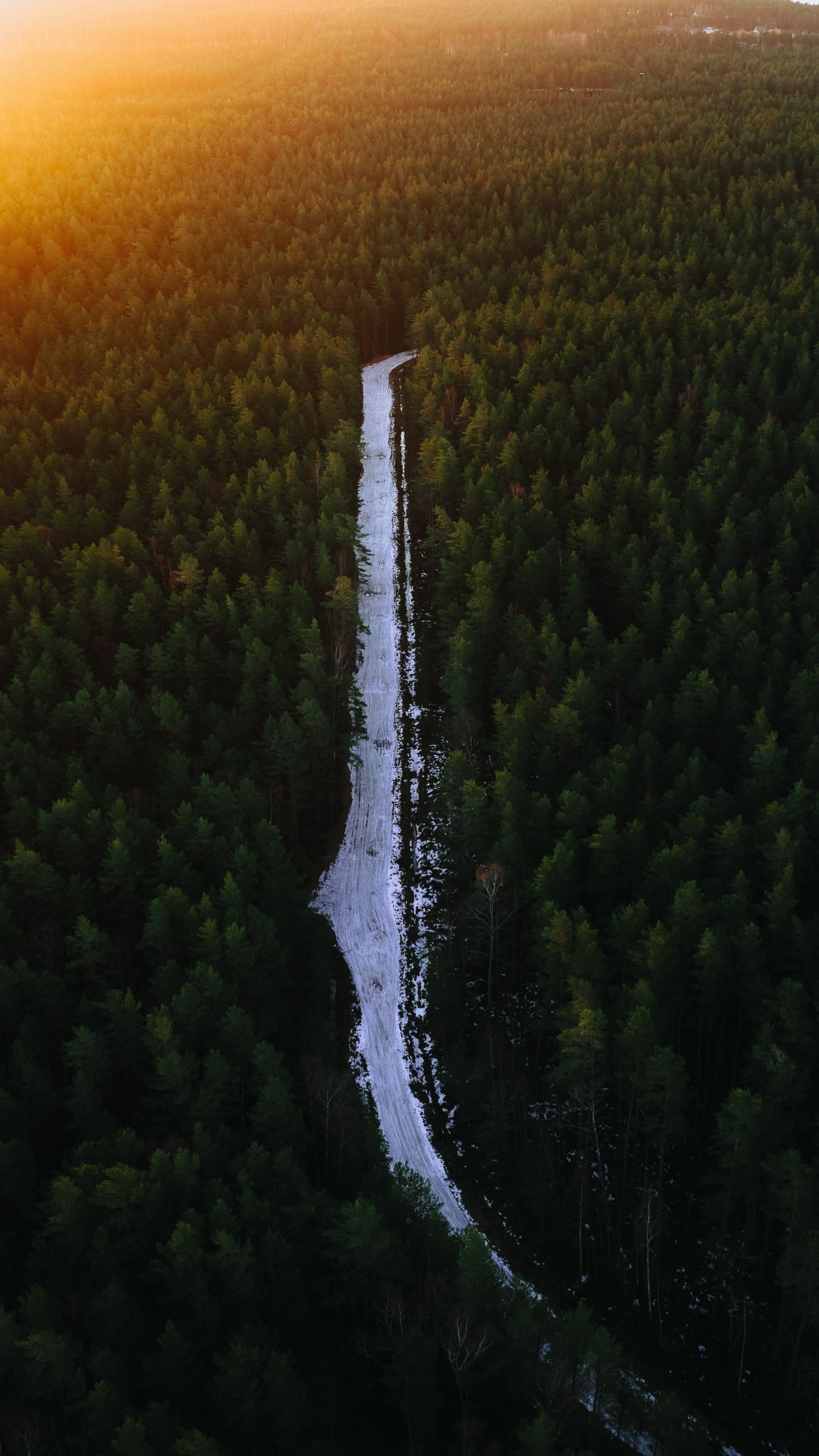 Road through a forest at sunset HD Phone Wallpaper
