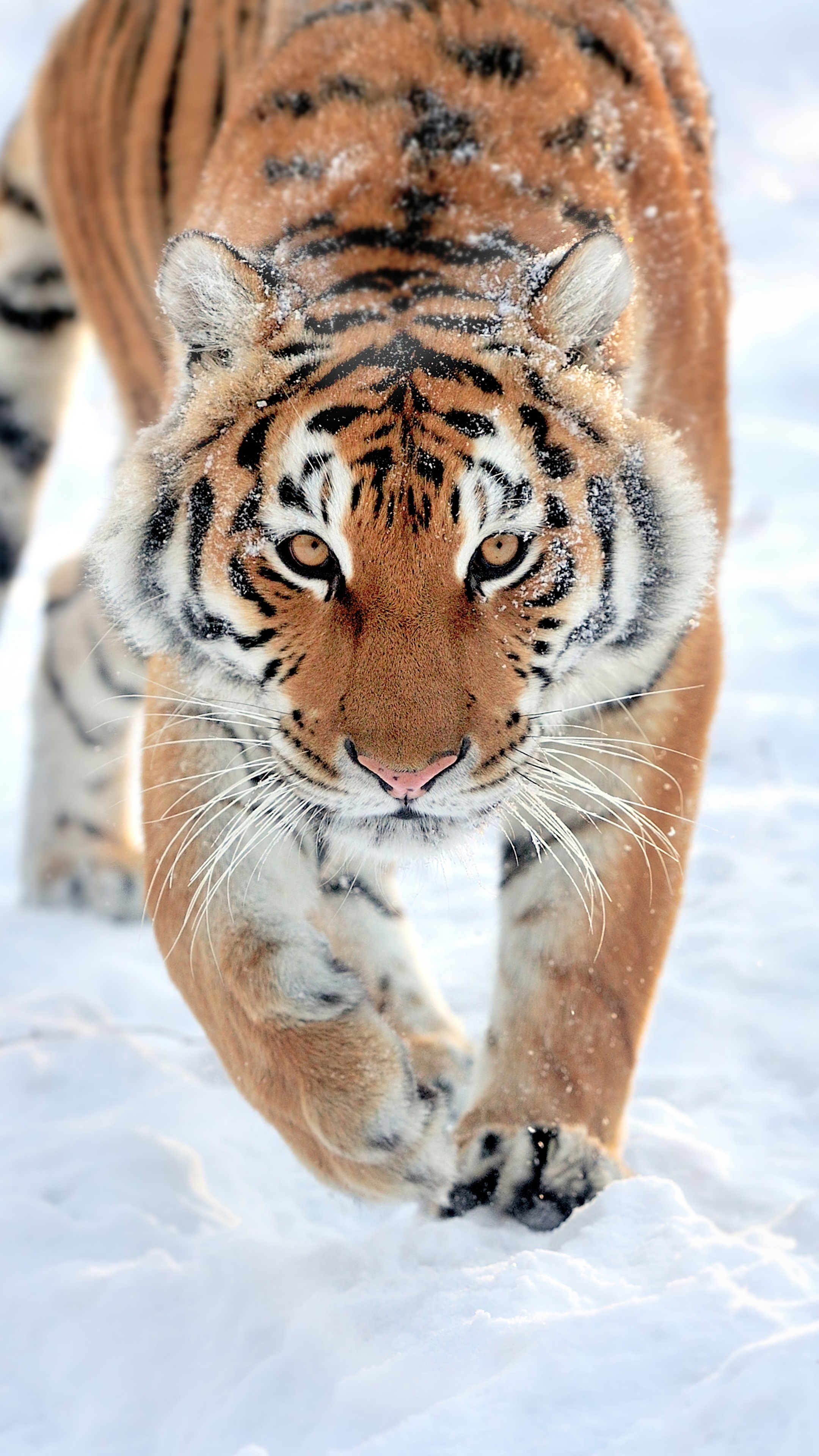 Tiger walking in the snow HD Phone Wallpaper