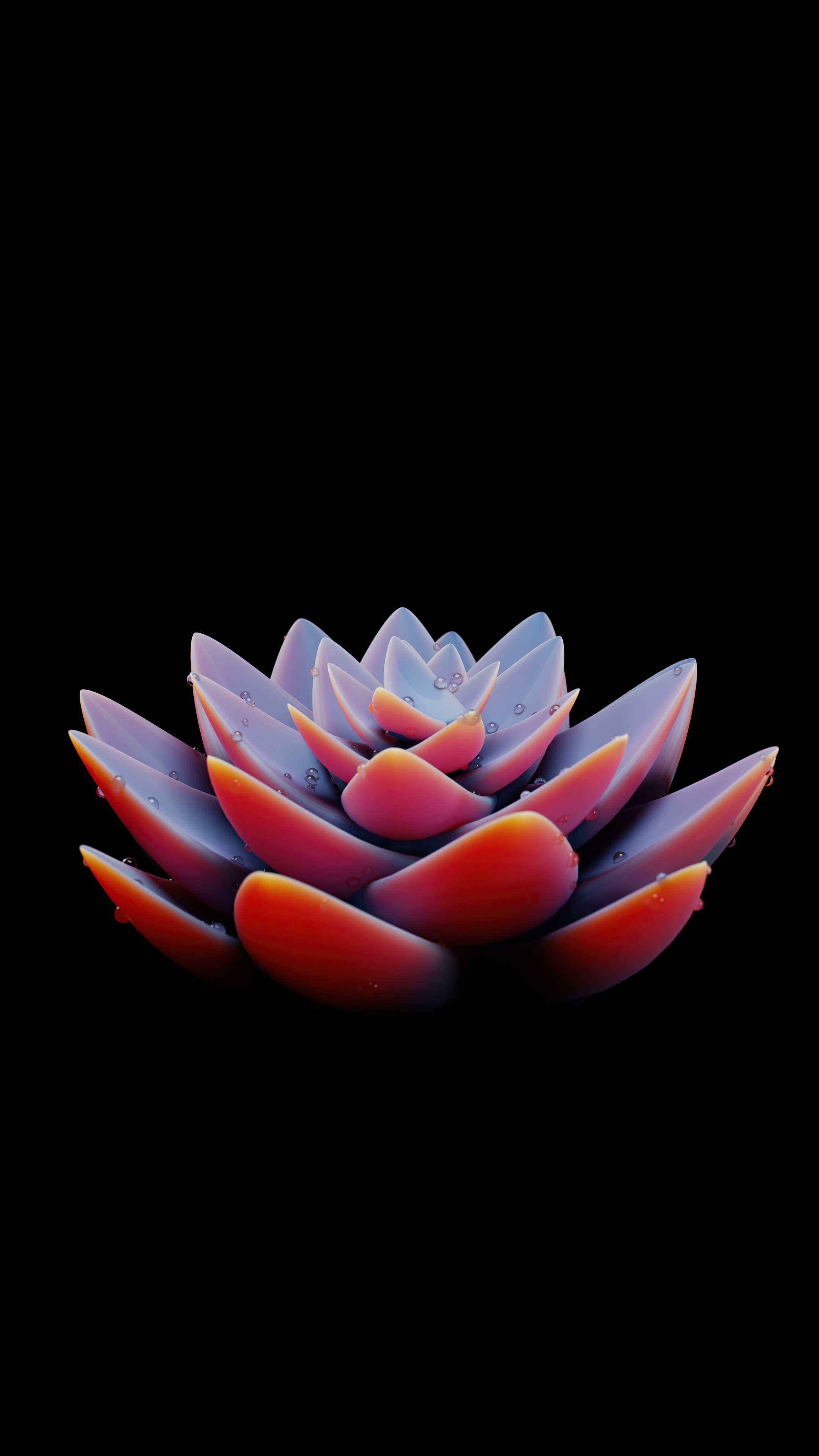 Succulent plant with water droplets on black background HD Phone Wallpaper